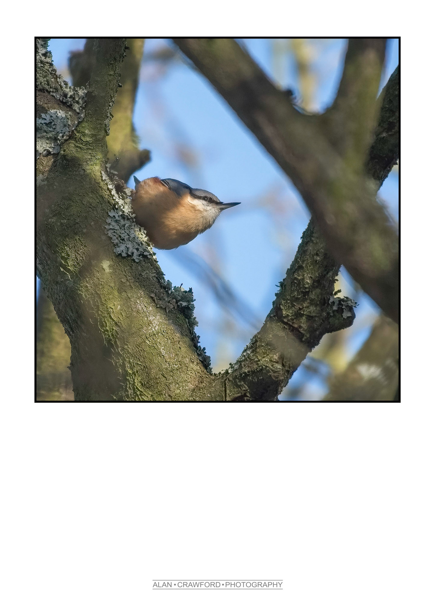 Nuthatch
