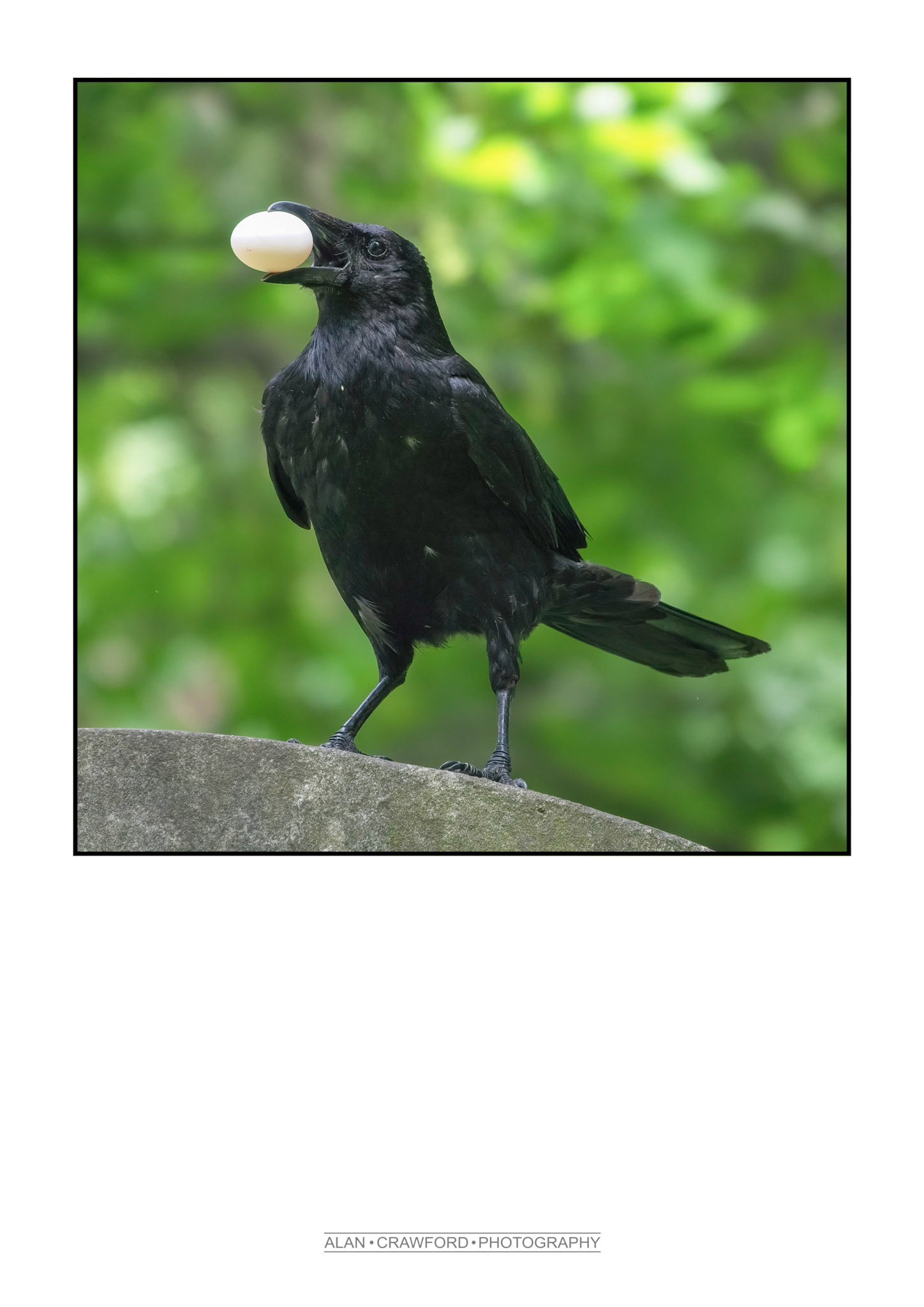 Thieving Crow