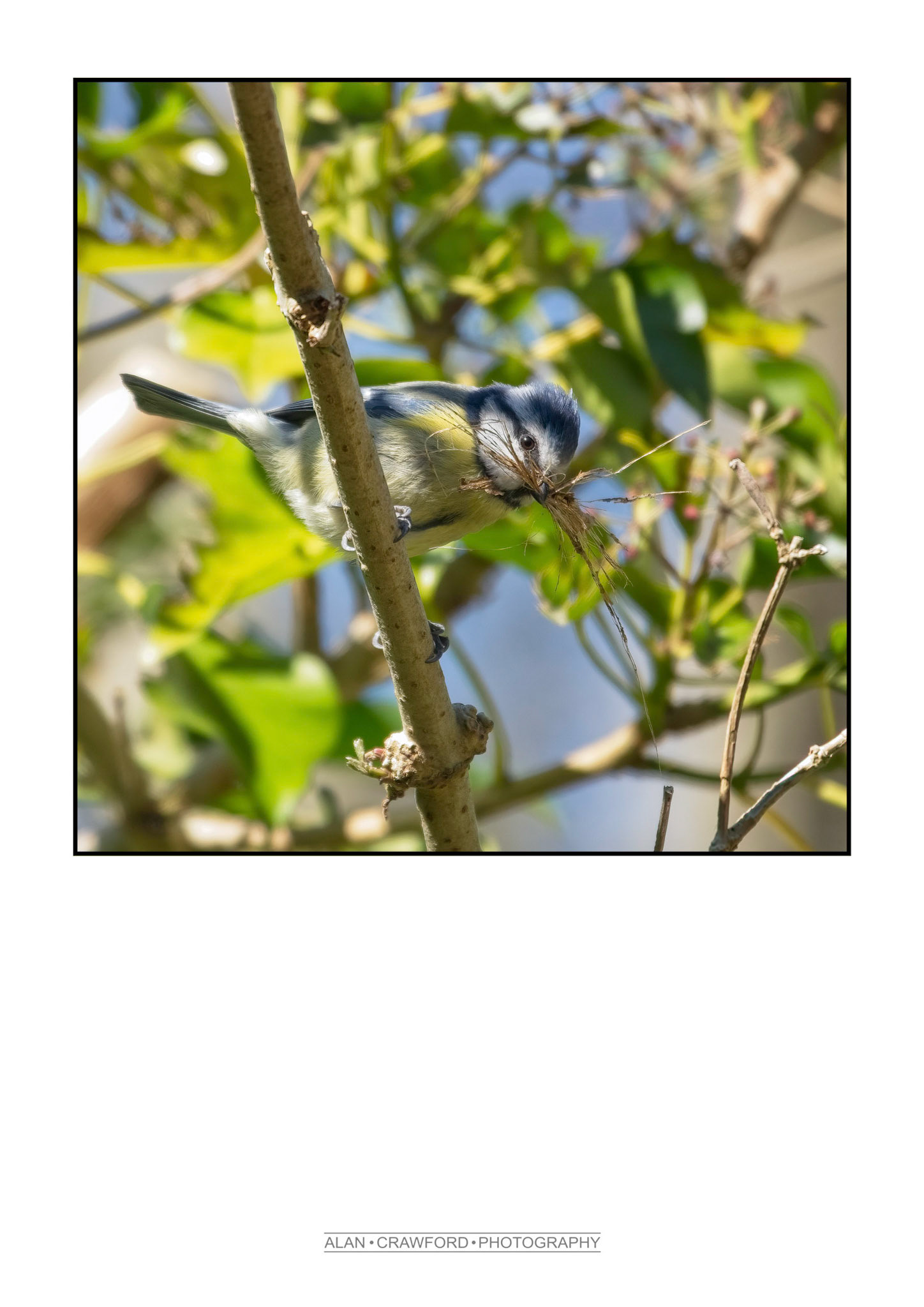 Blue Tit Preparing It's Nest