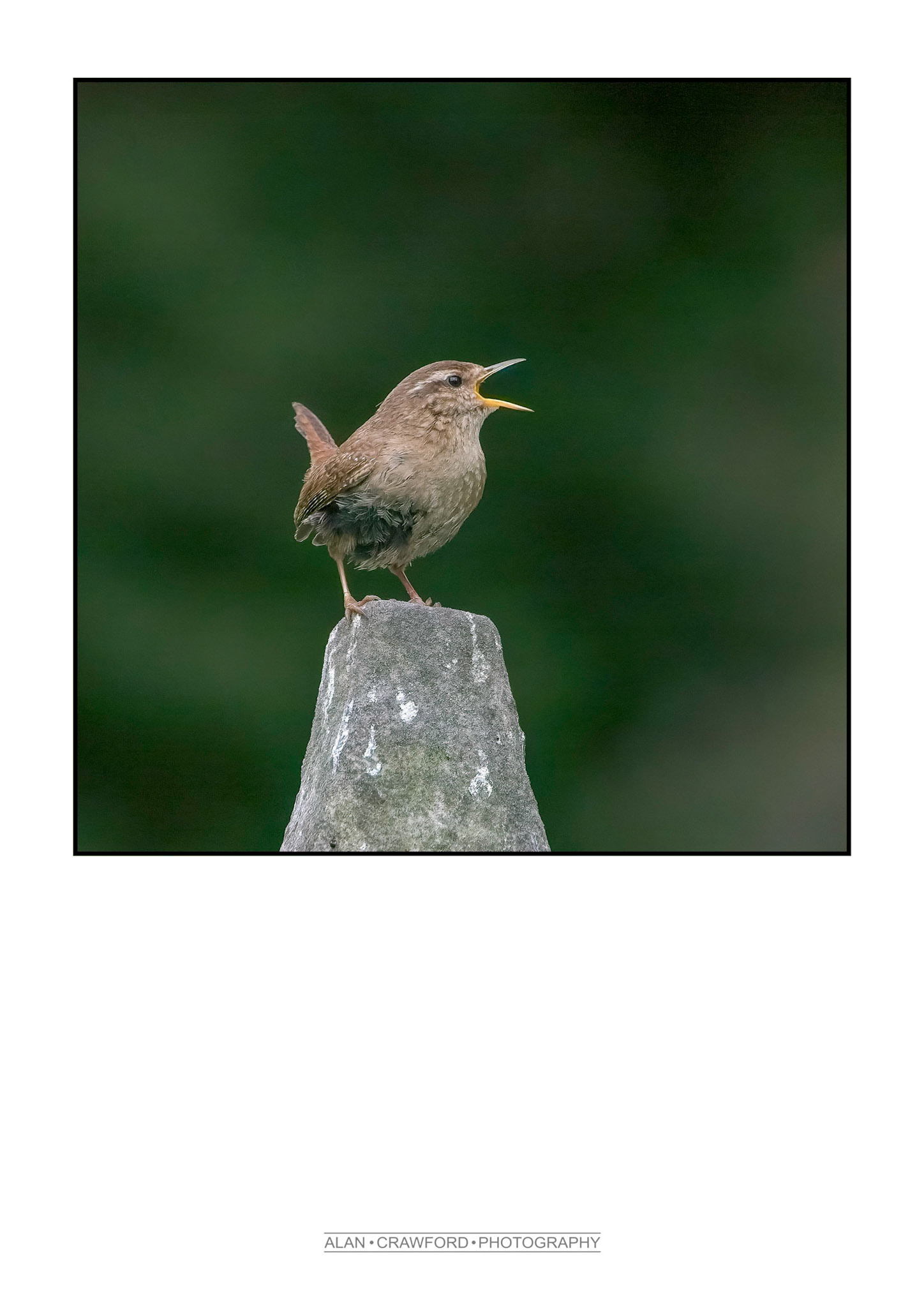 Singing Wren