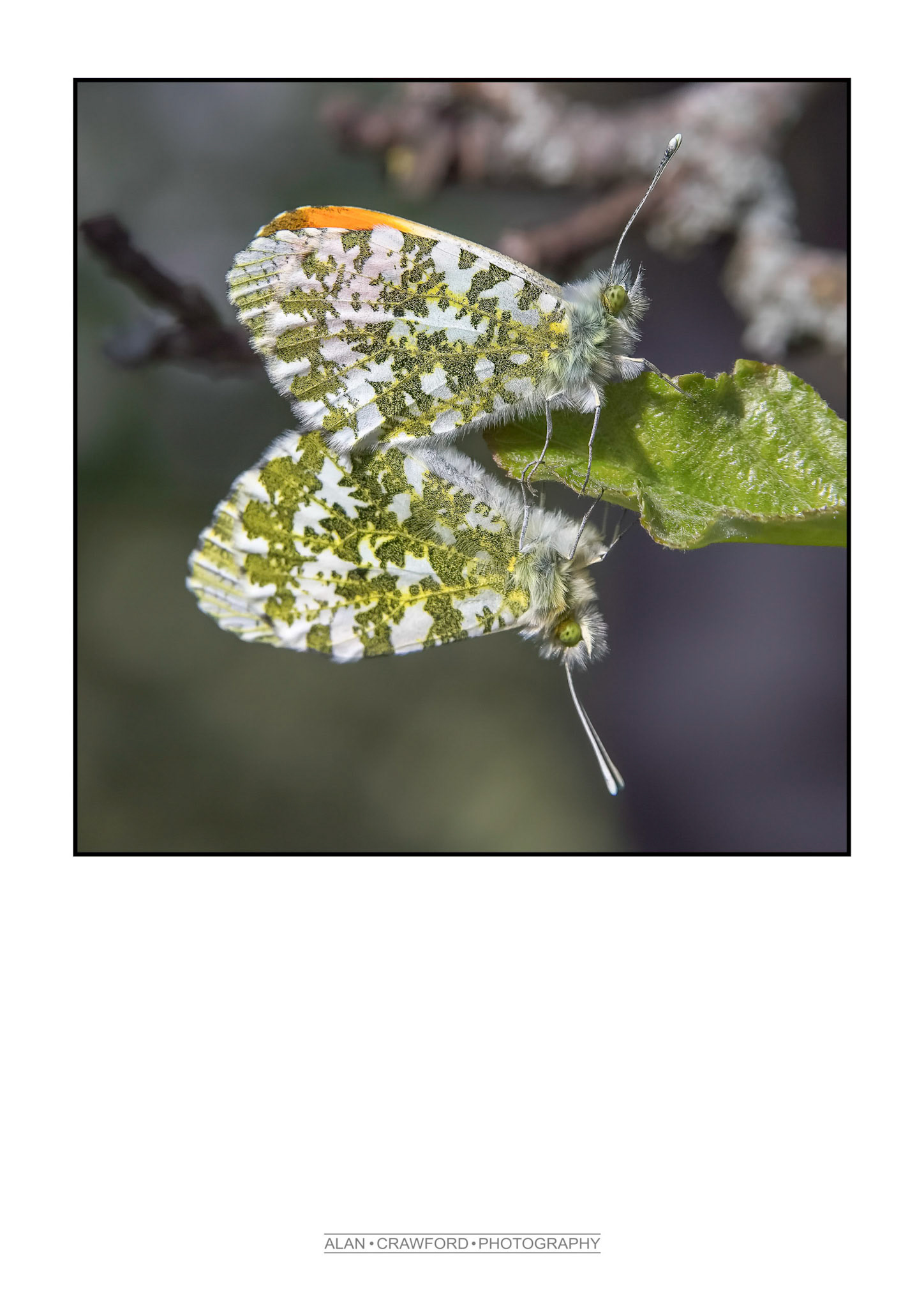 Mating Orange Tip Butterflies