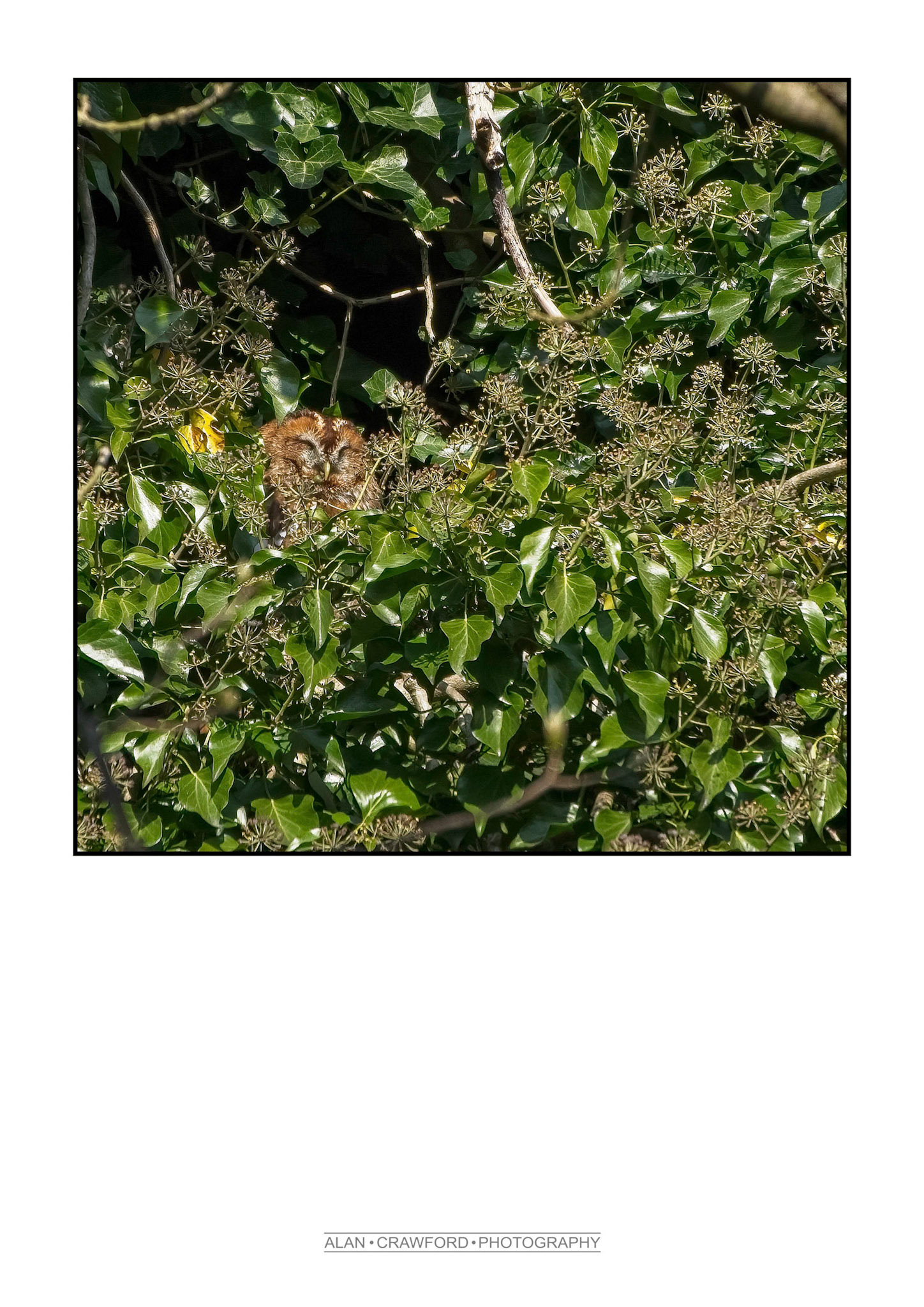 Sunbathing Tawny Owl