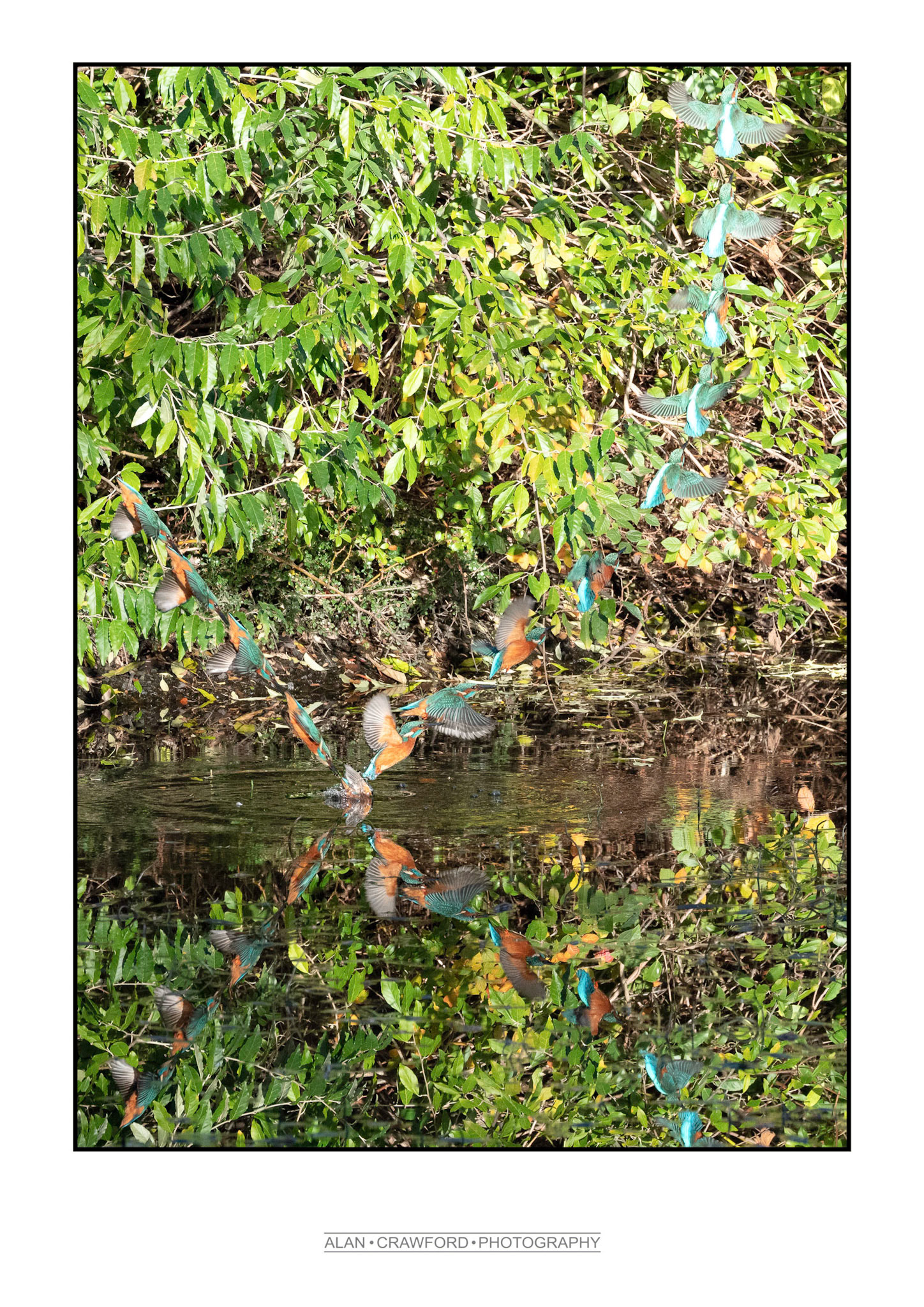 Diving Kingfisher