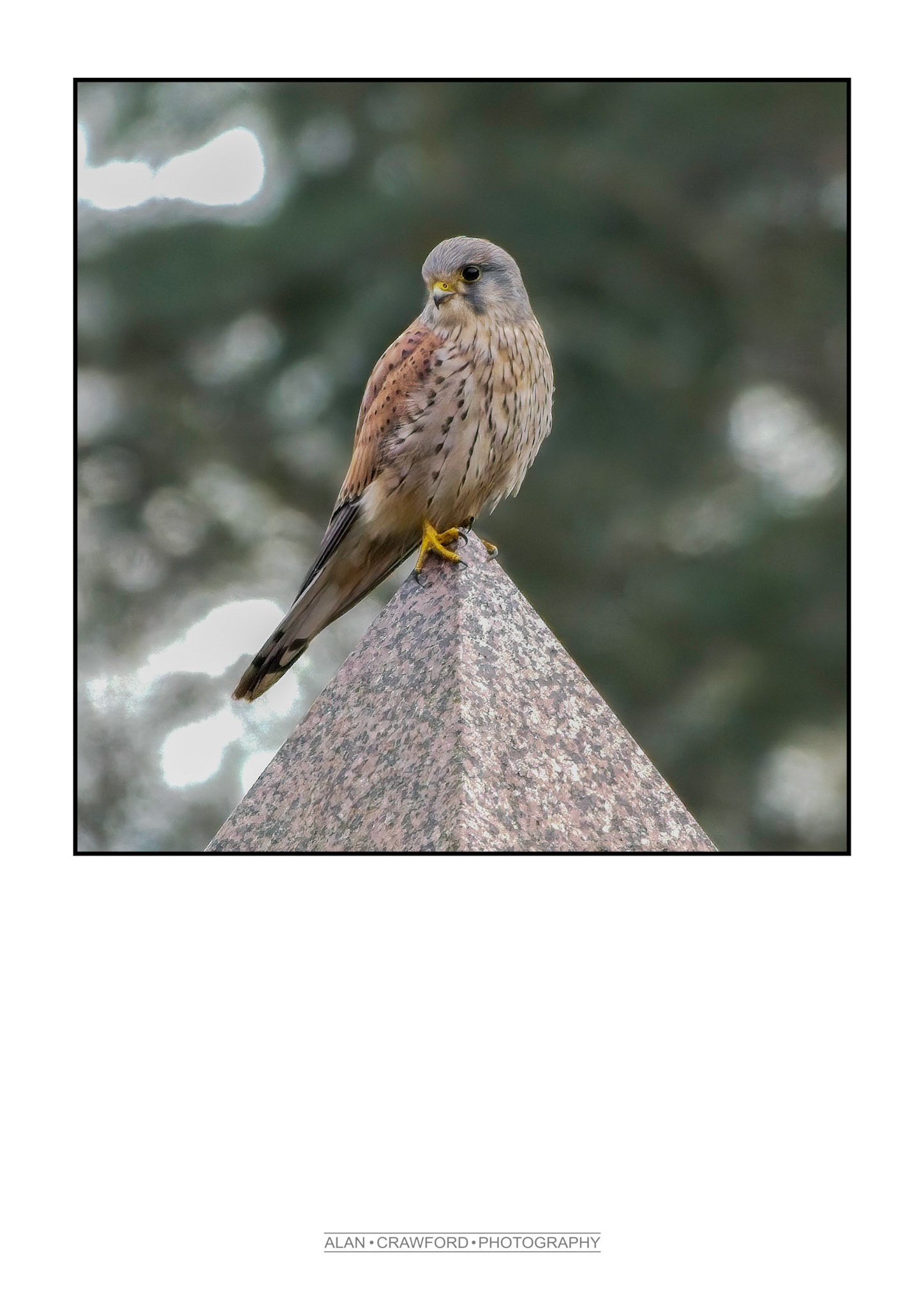 Hunting Kestrel