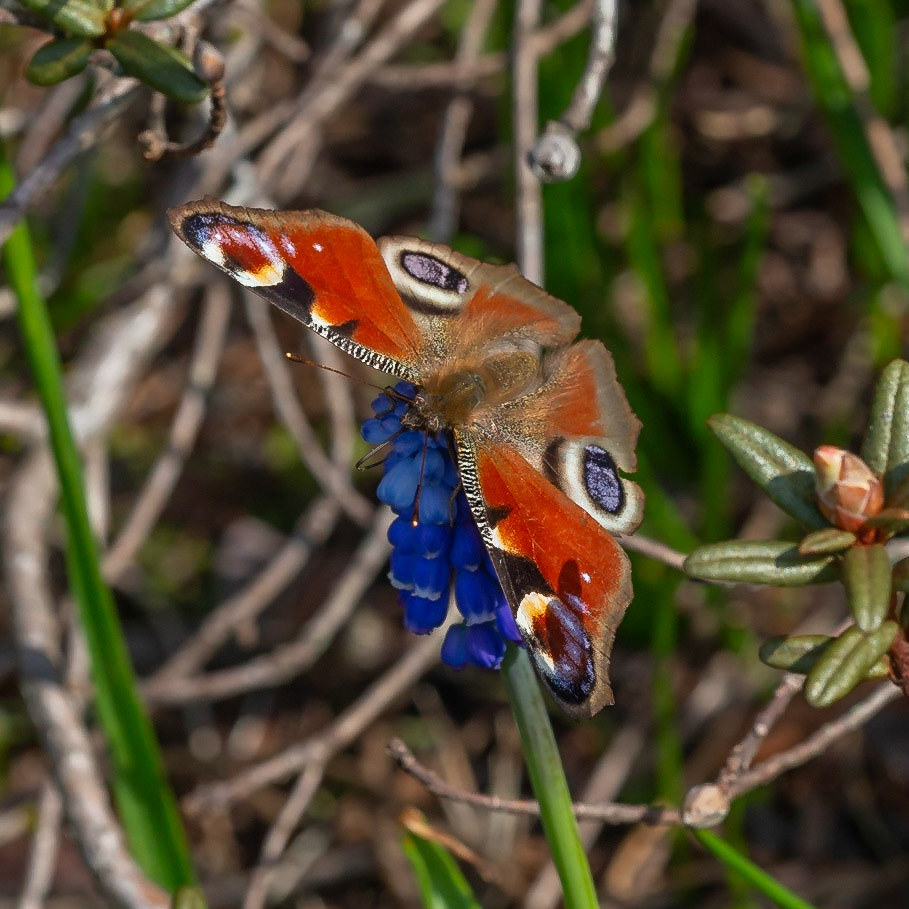 Muscari armeniacum