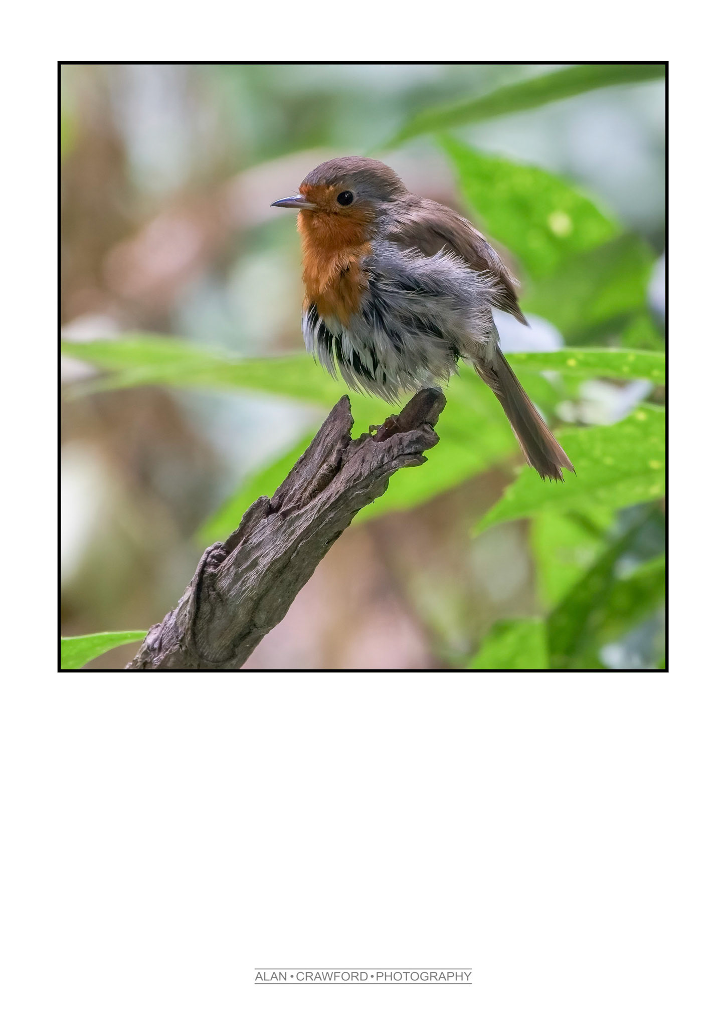 Fluffy Robin