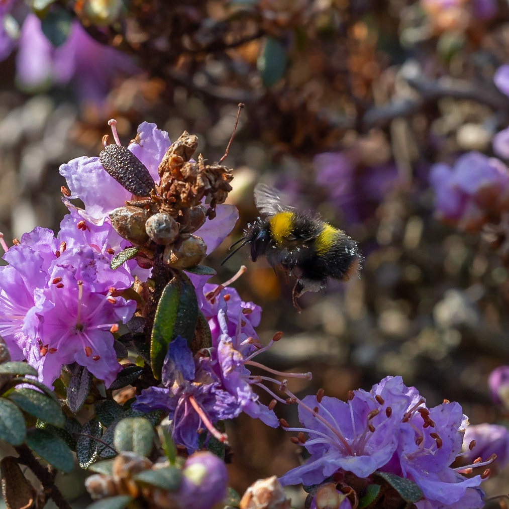 Rhododendron impeditum