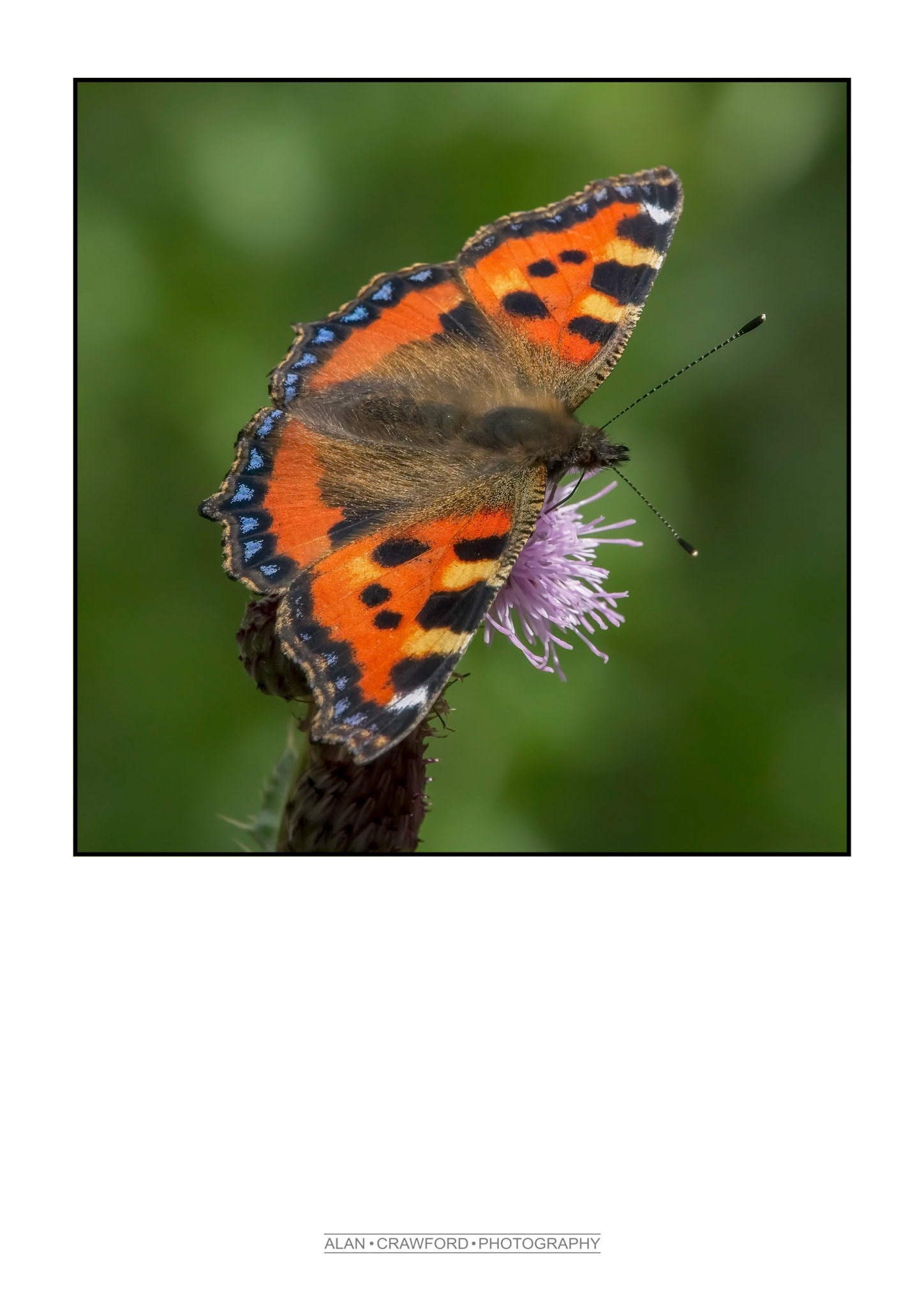Small tortoiseshell Ladybird