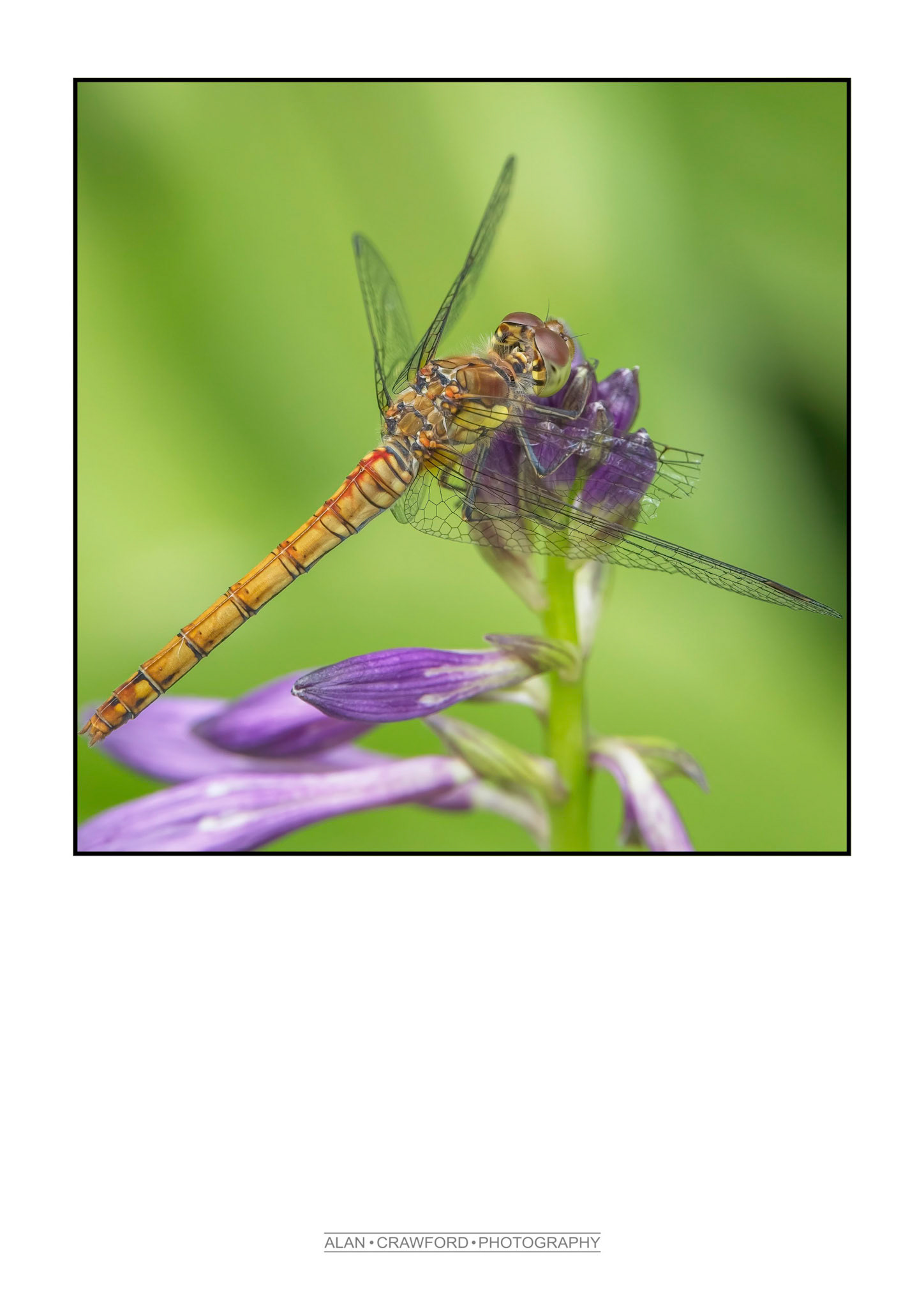 Common Darter Dragonfly