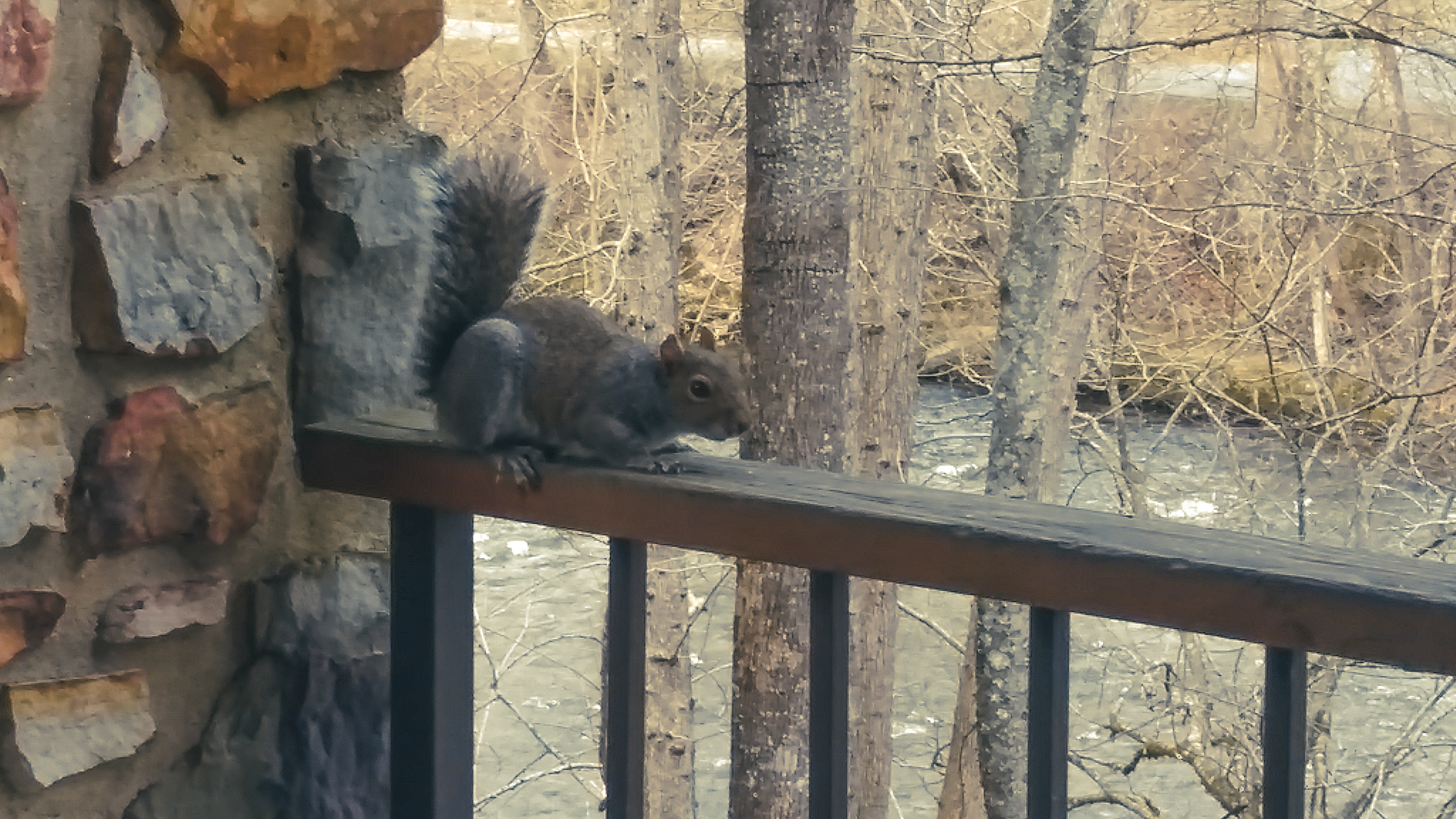 Shorty the squirrel on patio rail - mama squirrel