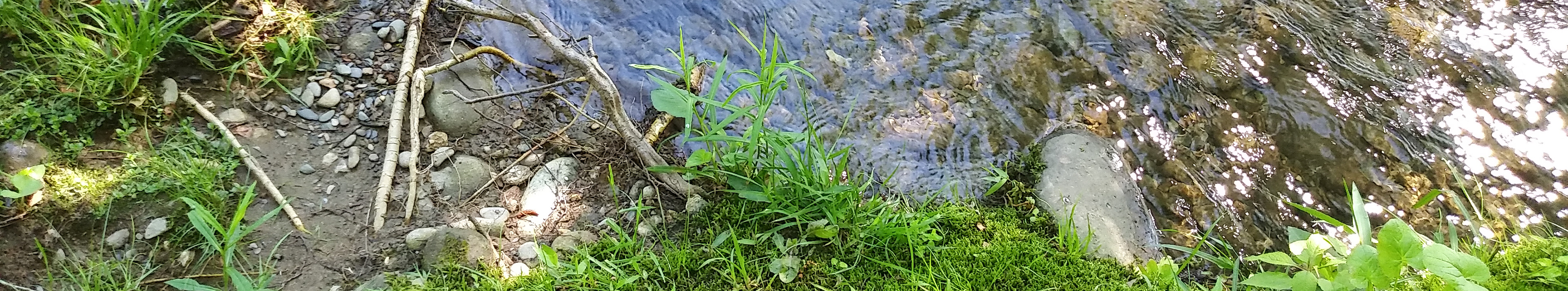 River bank - river's edge