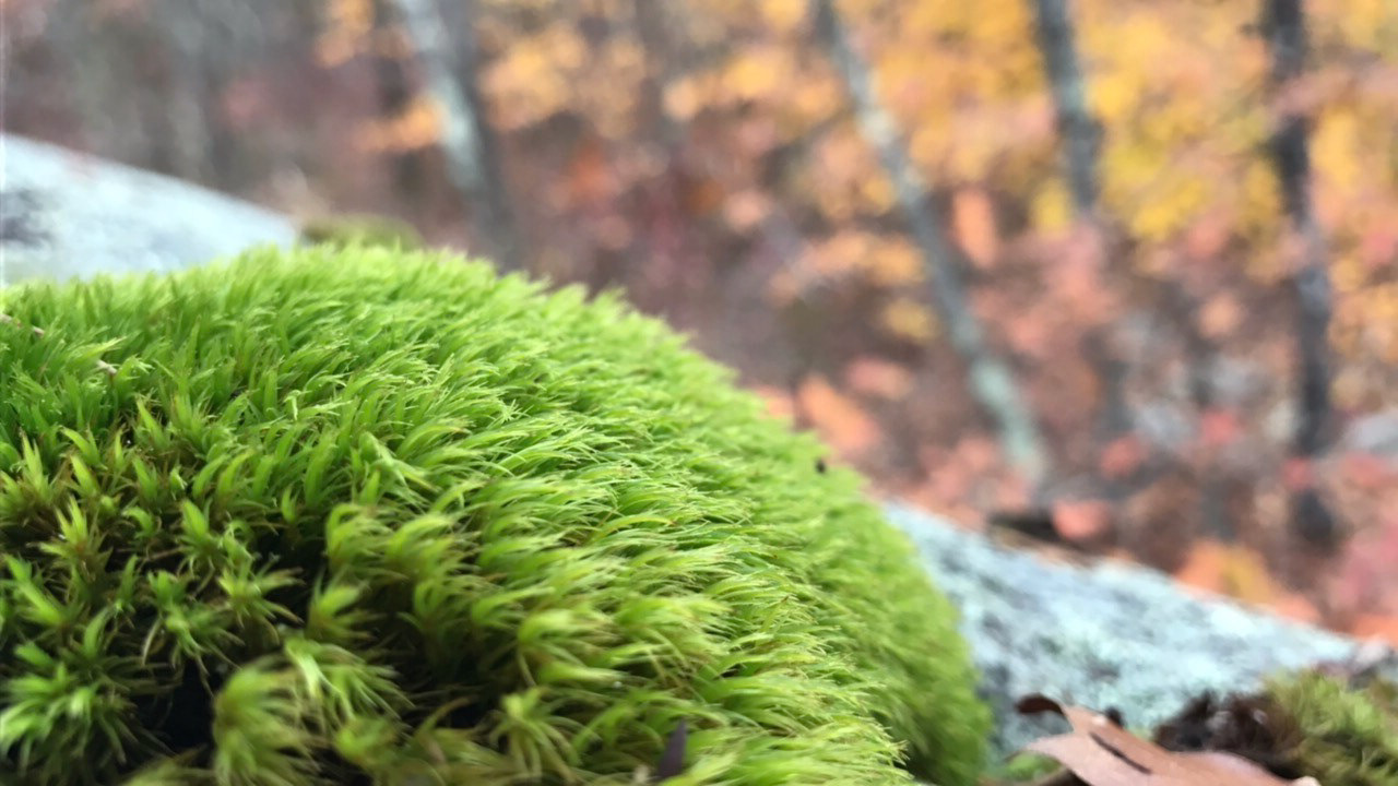 Moss Covered Rock Central Texas