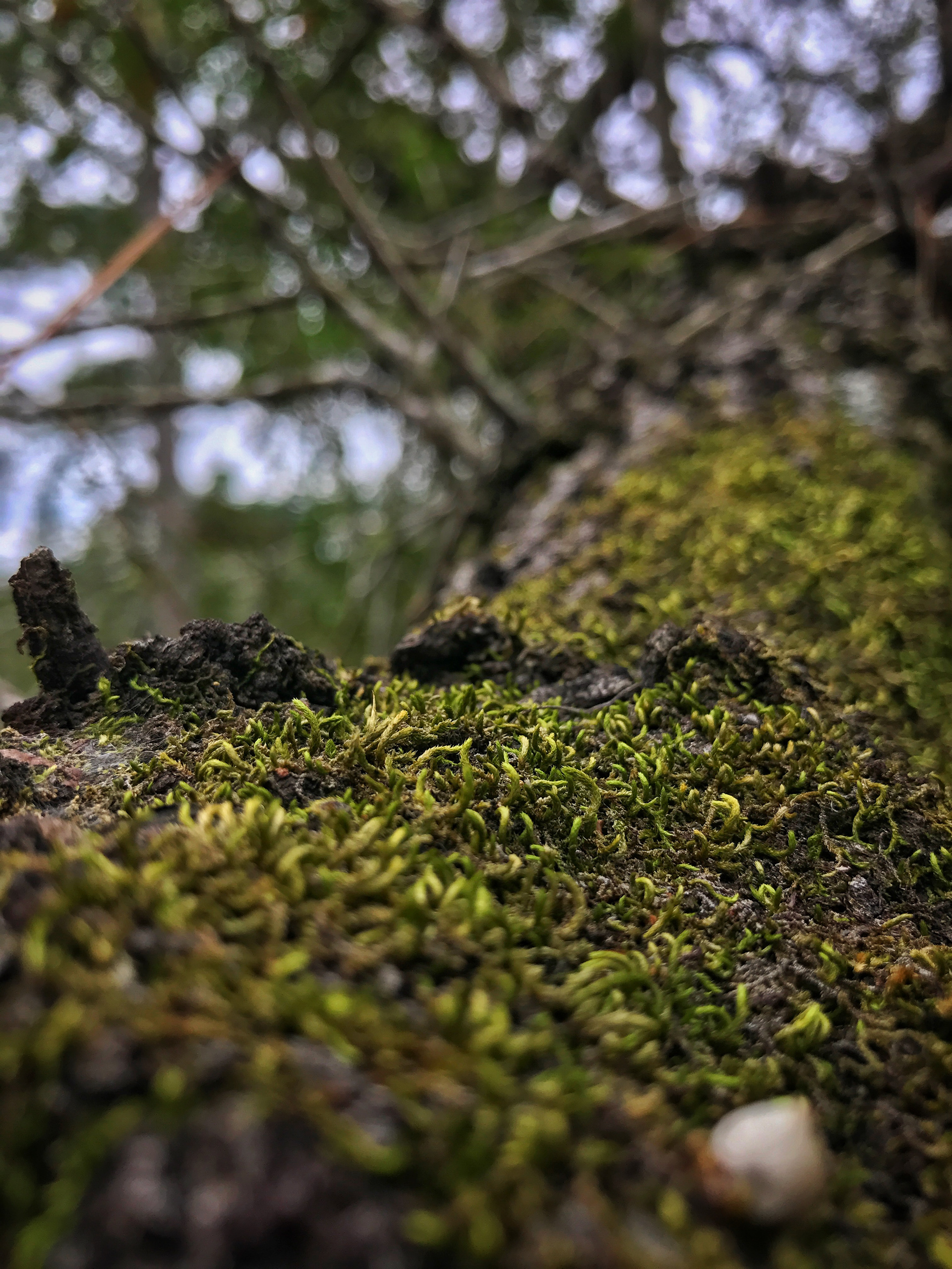 Moss Covered Texas