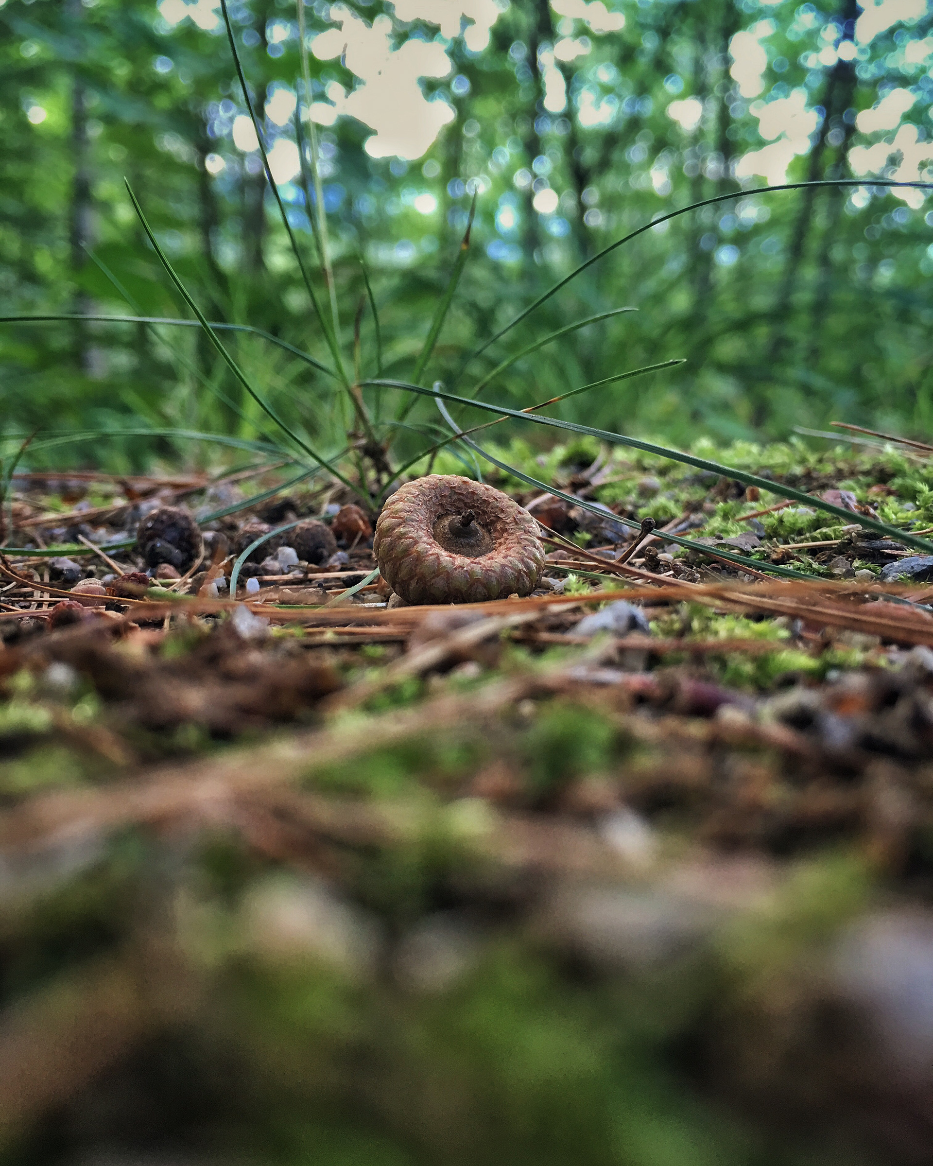 Acorn and Pines New Hampshire