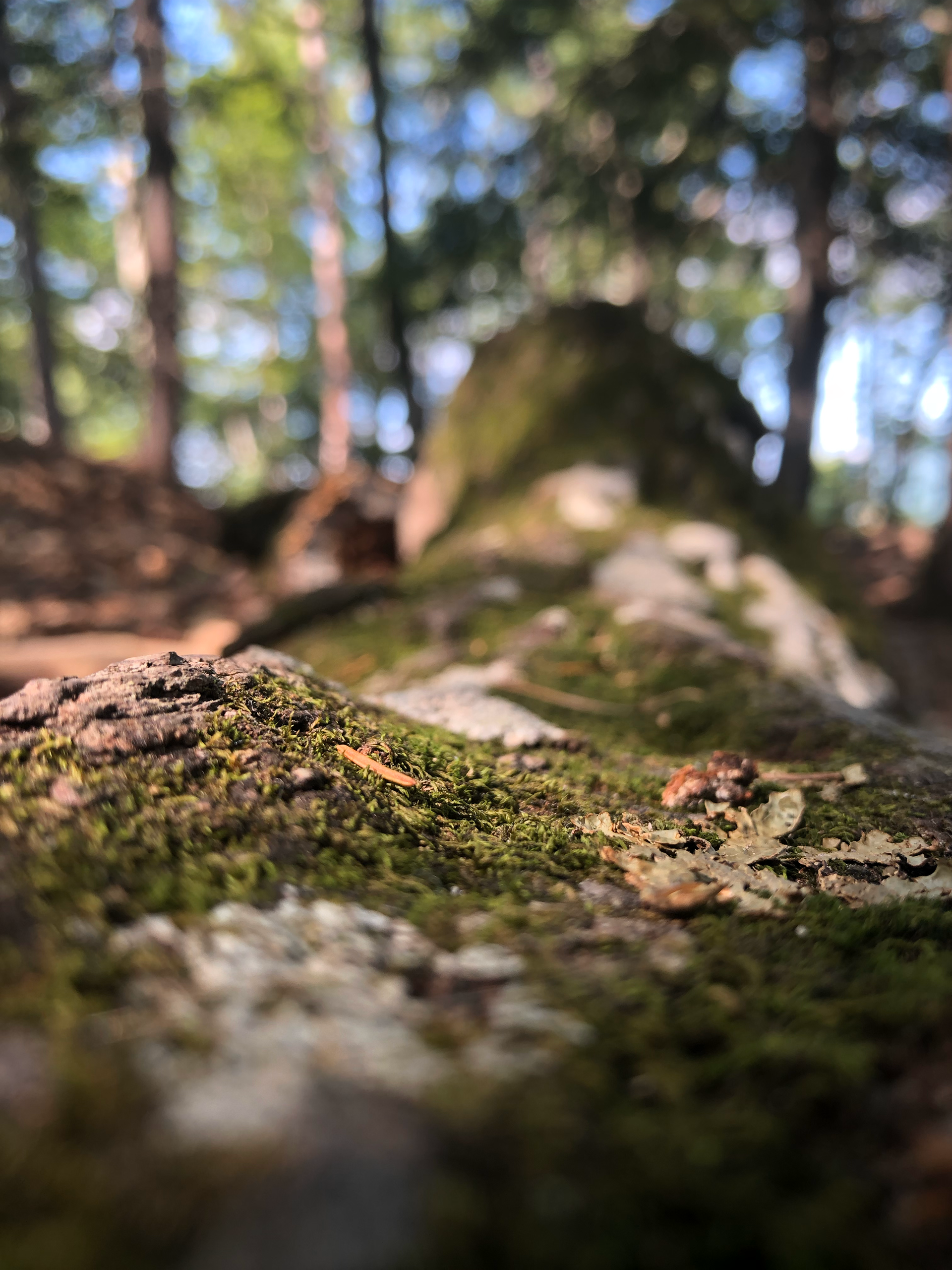 Moss Covered Stone