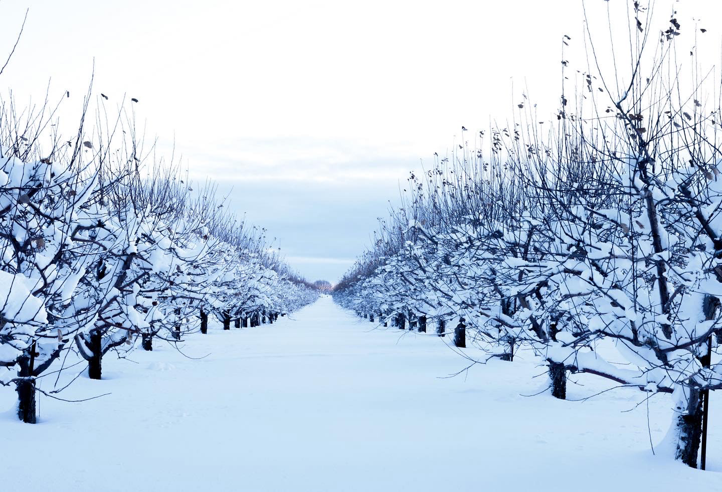 School Farms Apple Orchard