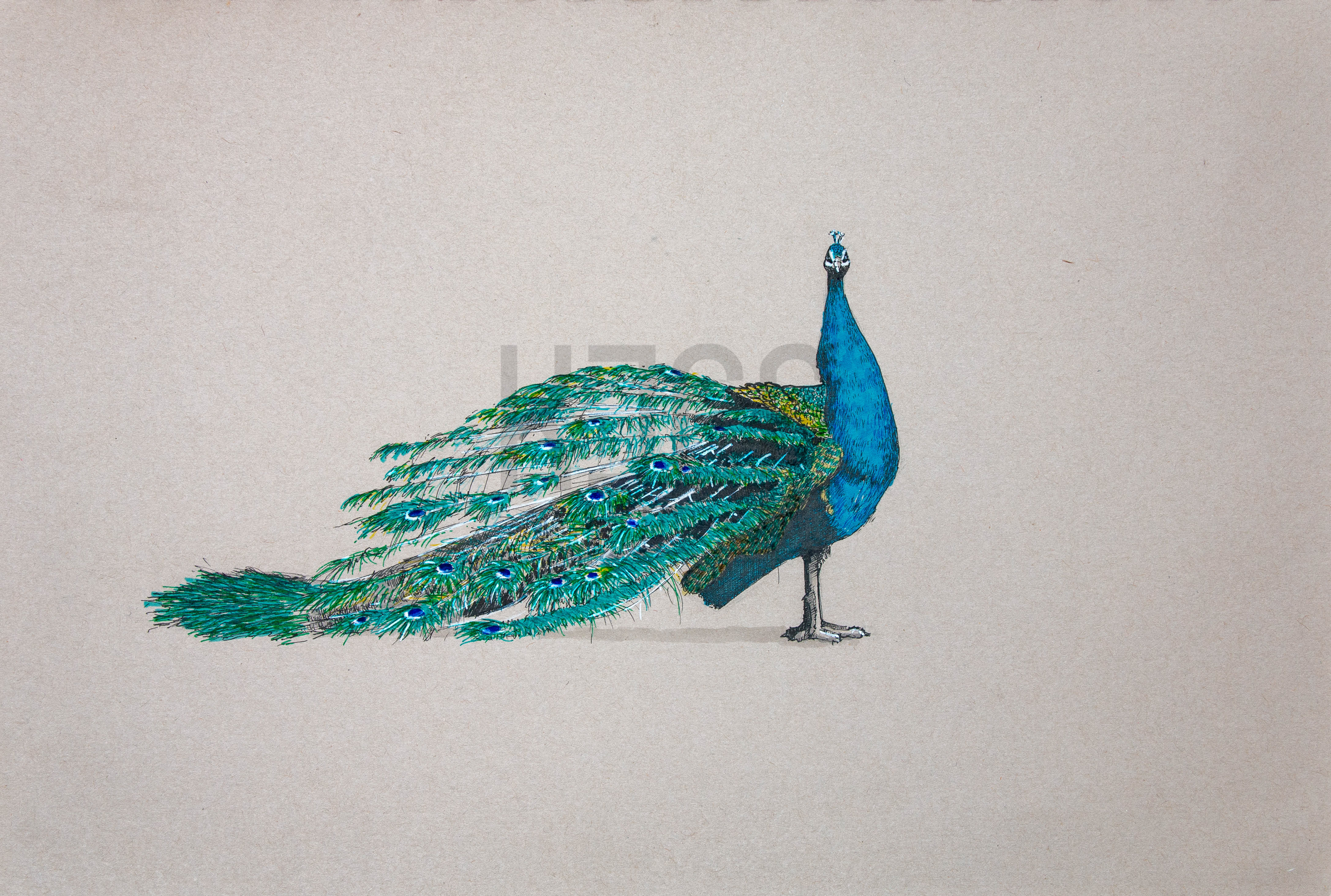 The Extravagant Bird