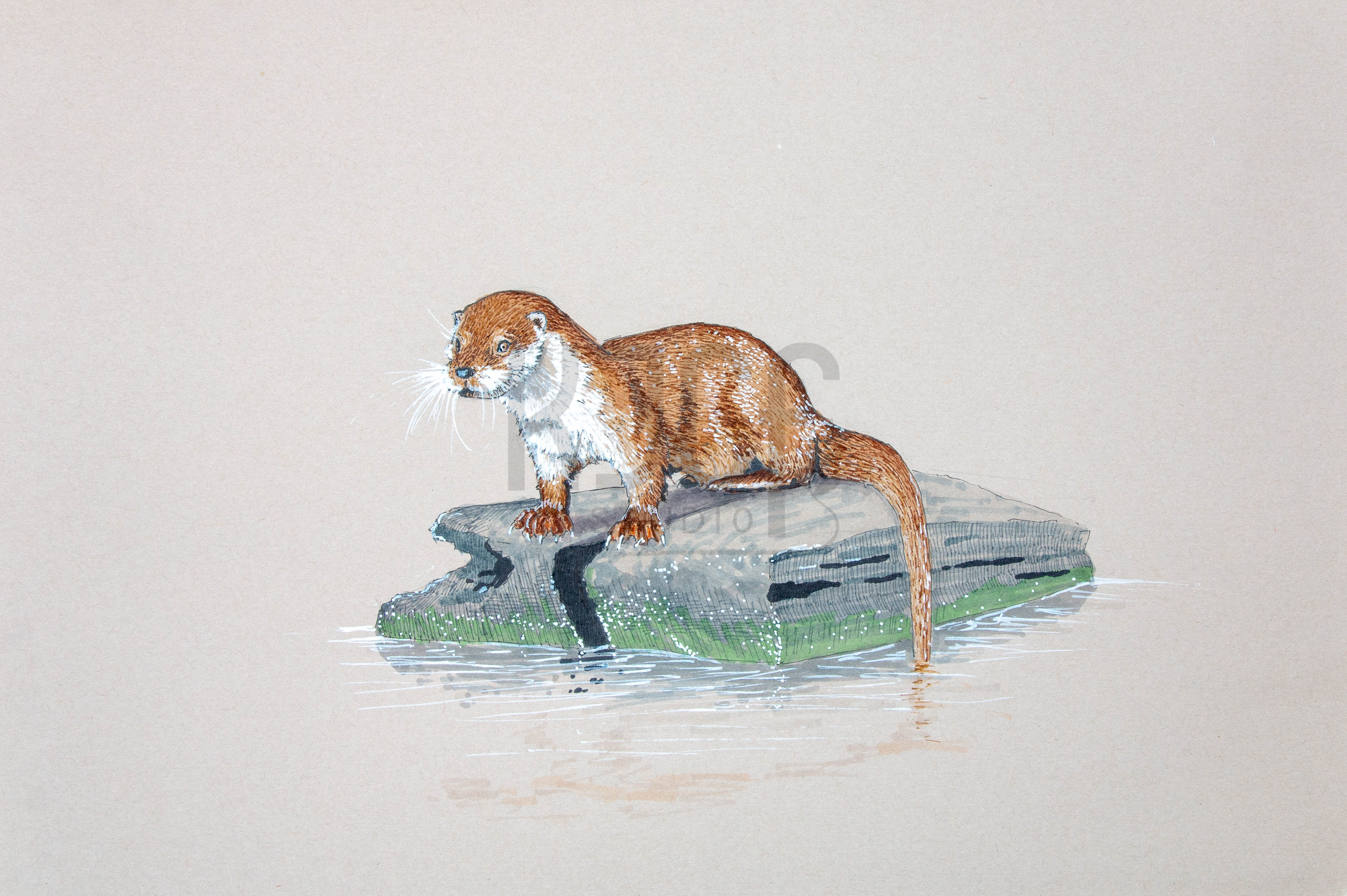Little Otter