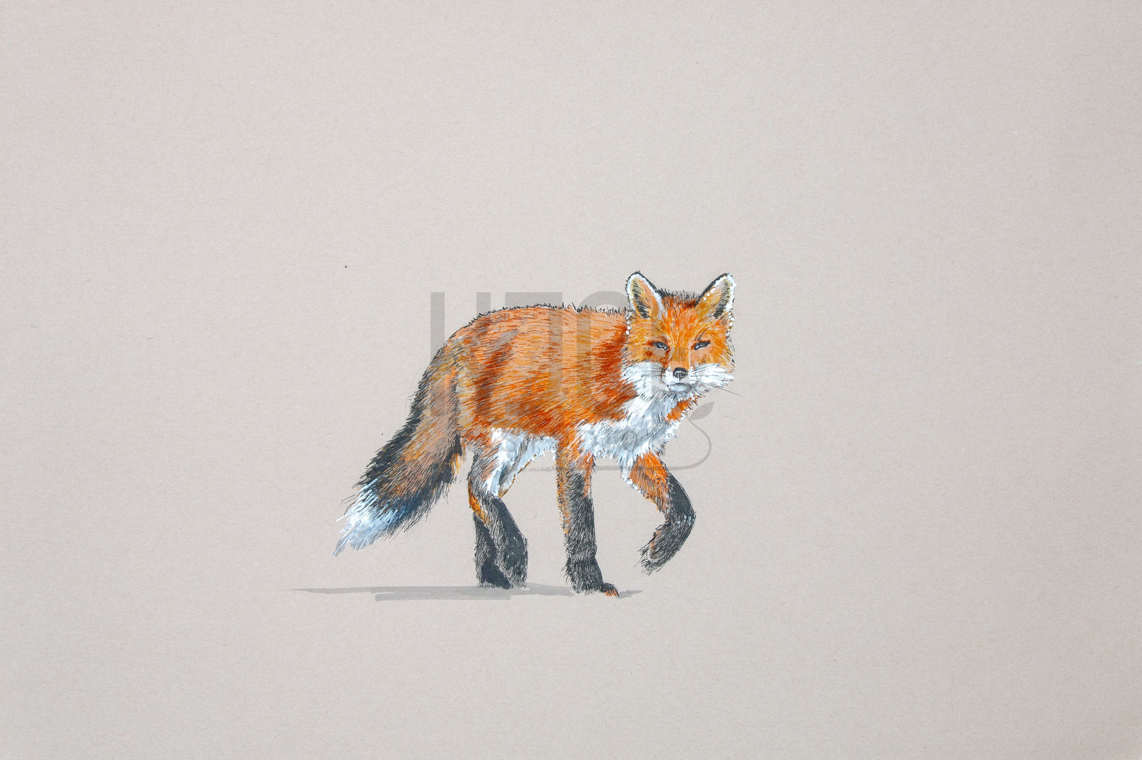 The Fox