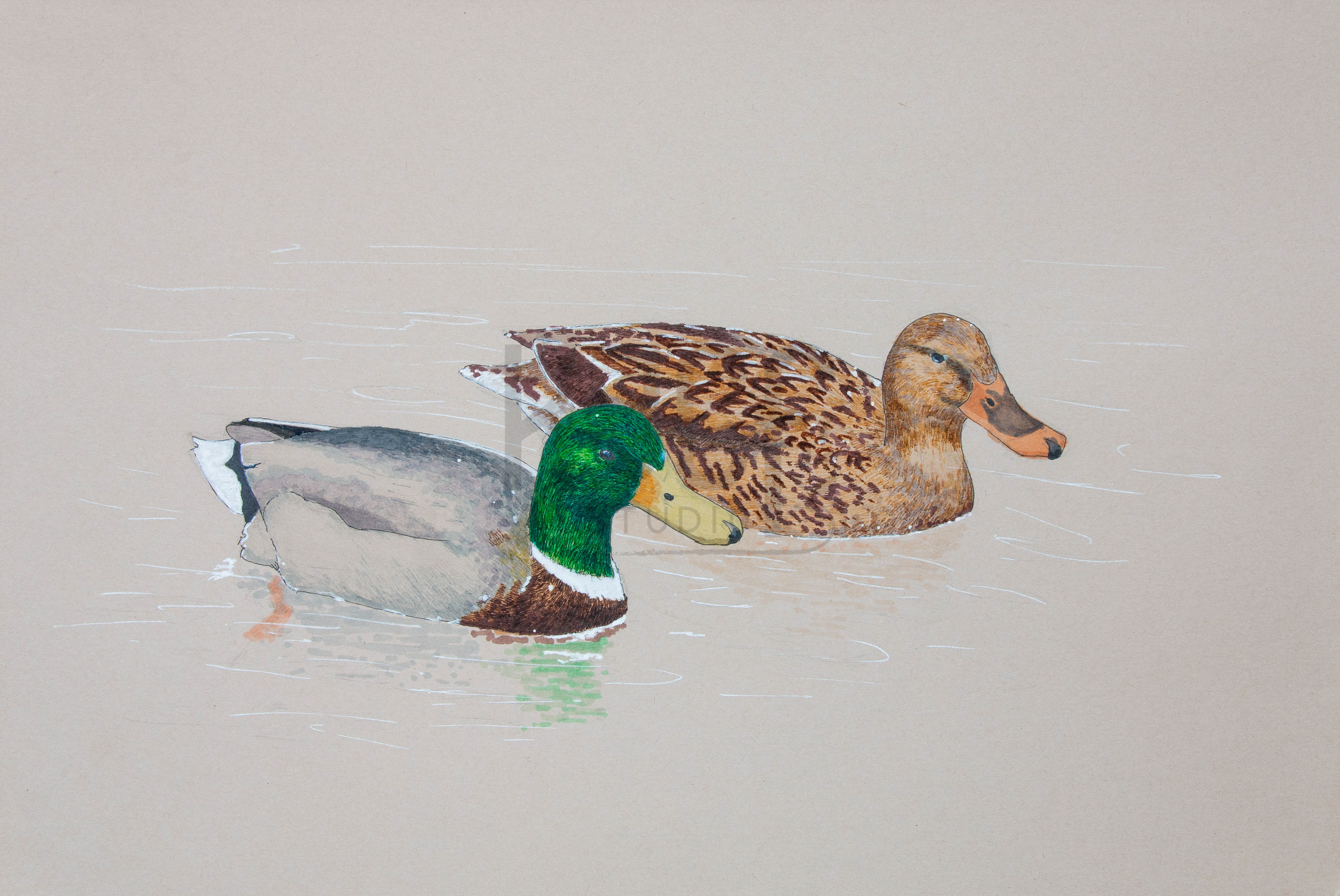 The Two Mallards