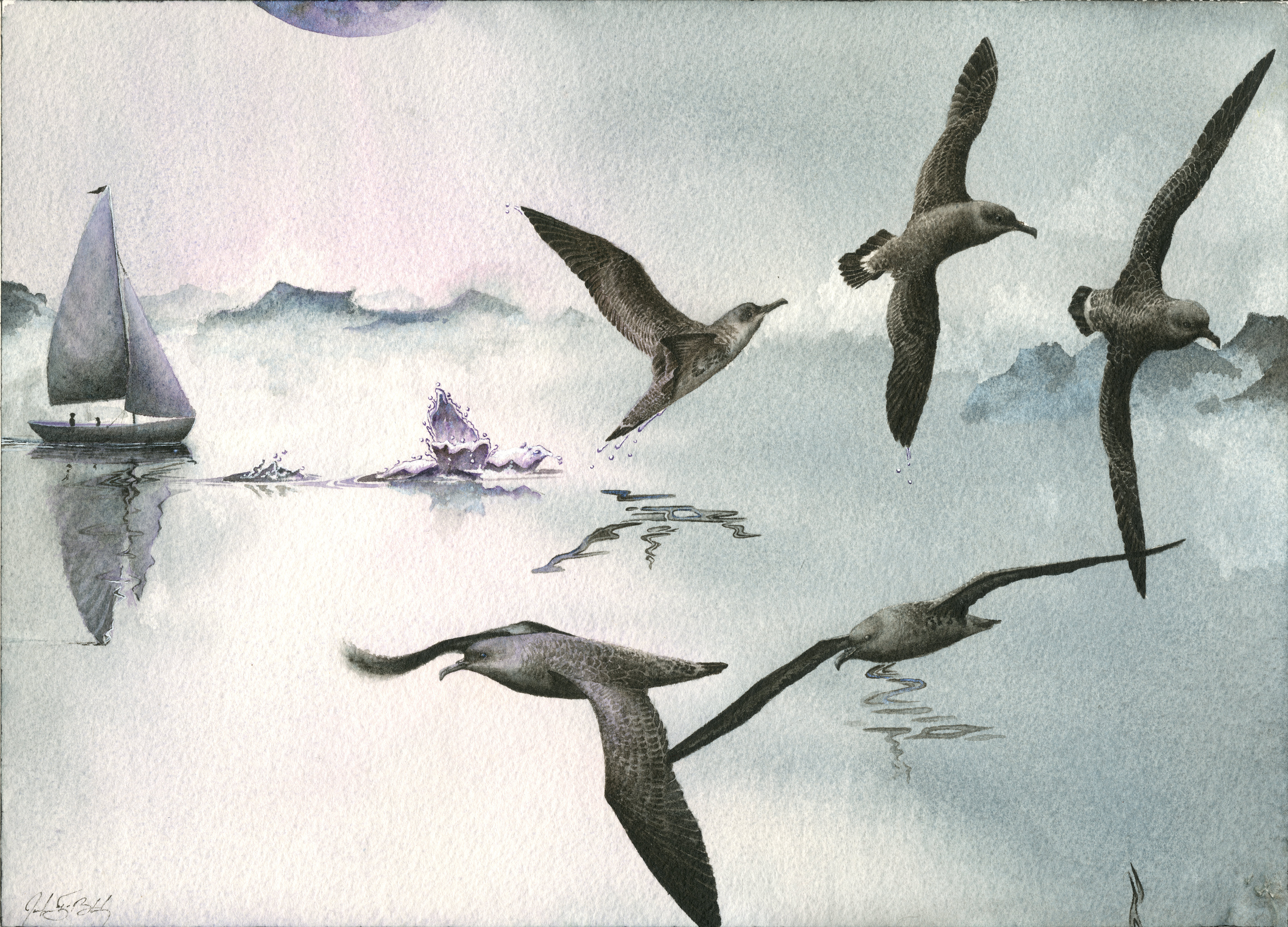 Great Shearwaters - Watercolor, 2017