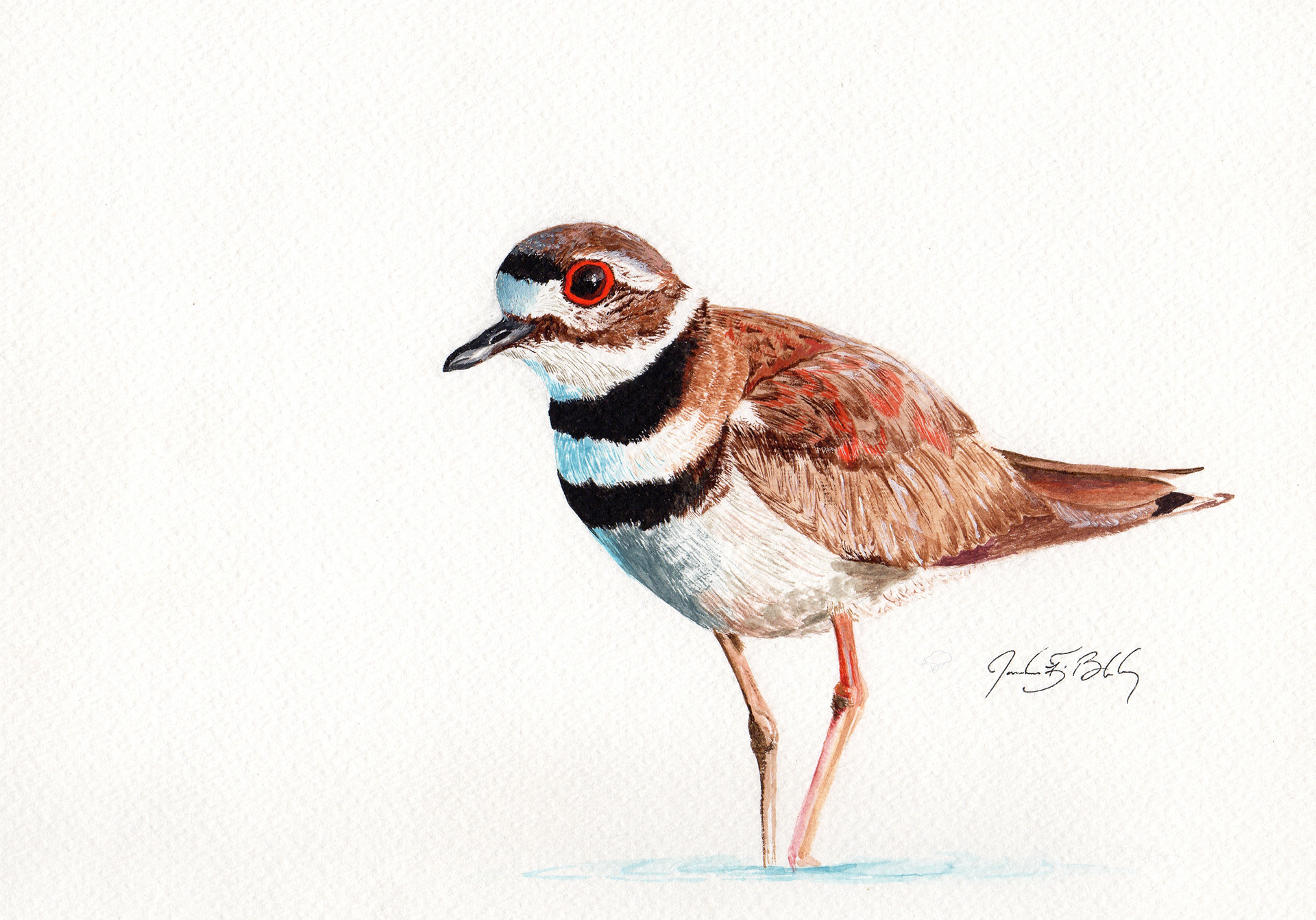 Killdeer - Watercolor, 2016