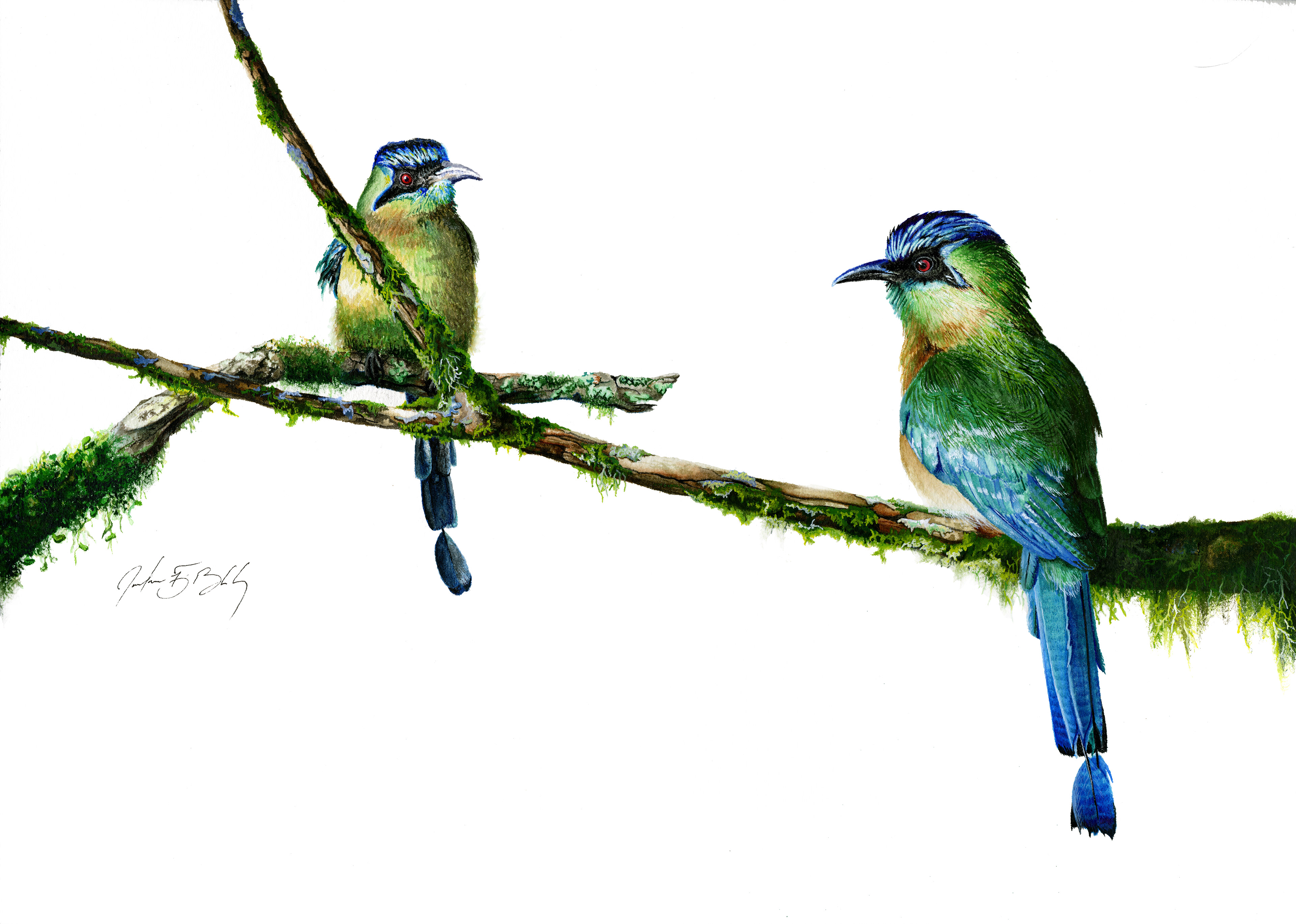 Blue-crowned Motmot - Watercolor, 2017