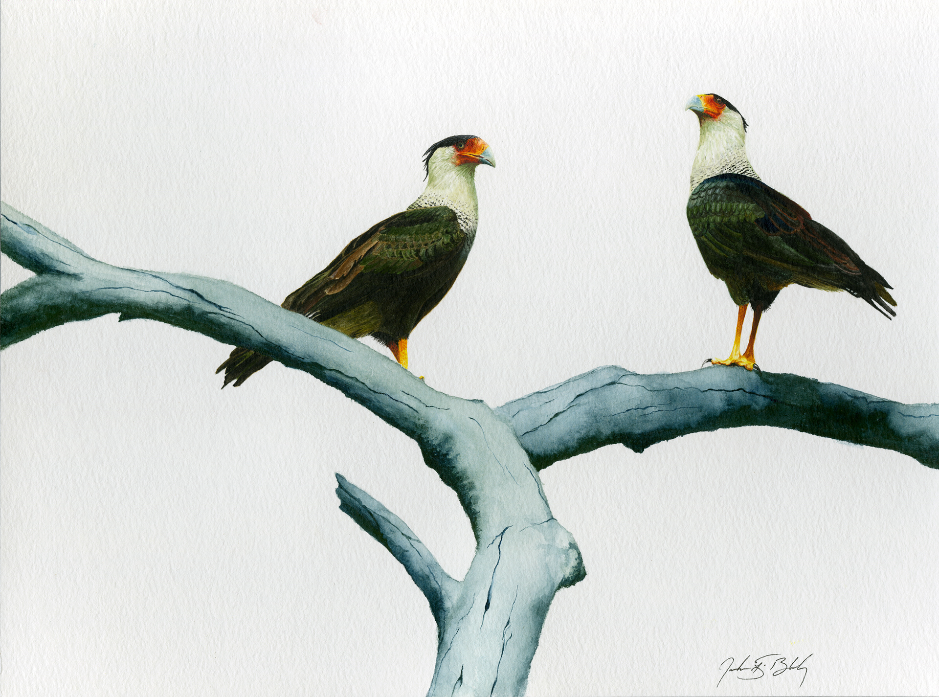 Crested Caracaras - Watercolor - 2016