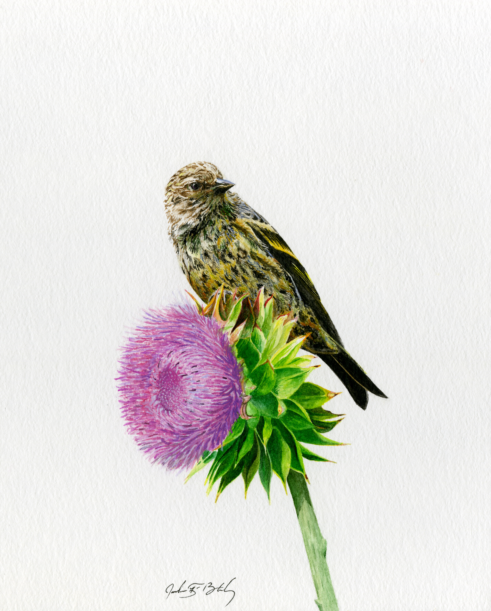 Pine Siskin - Watercolor, 2016
