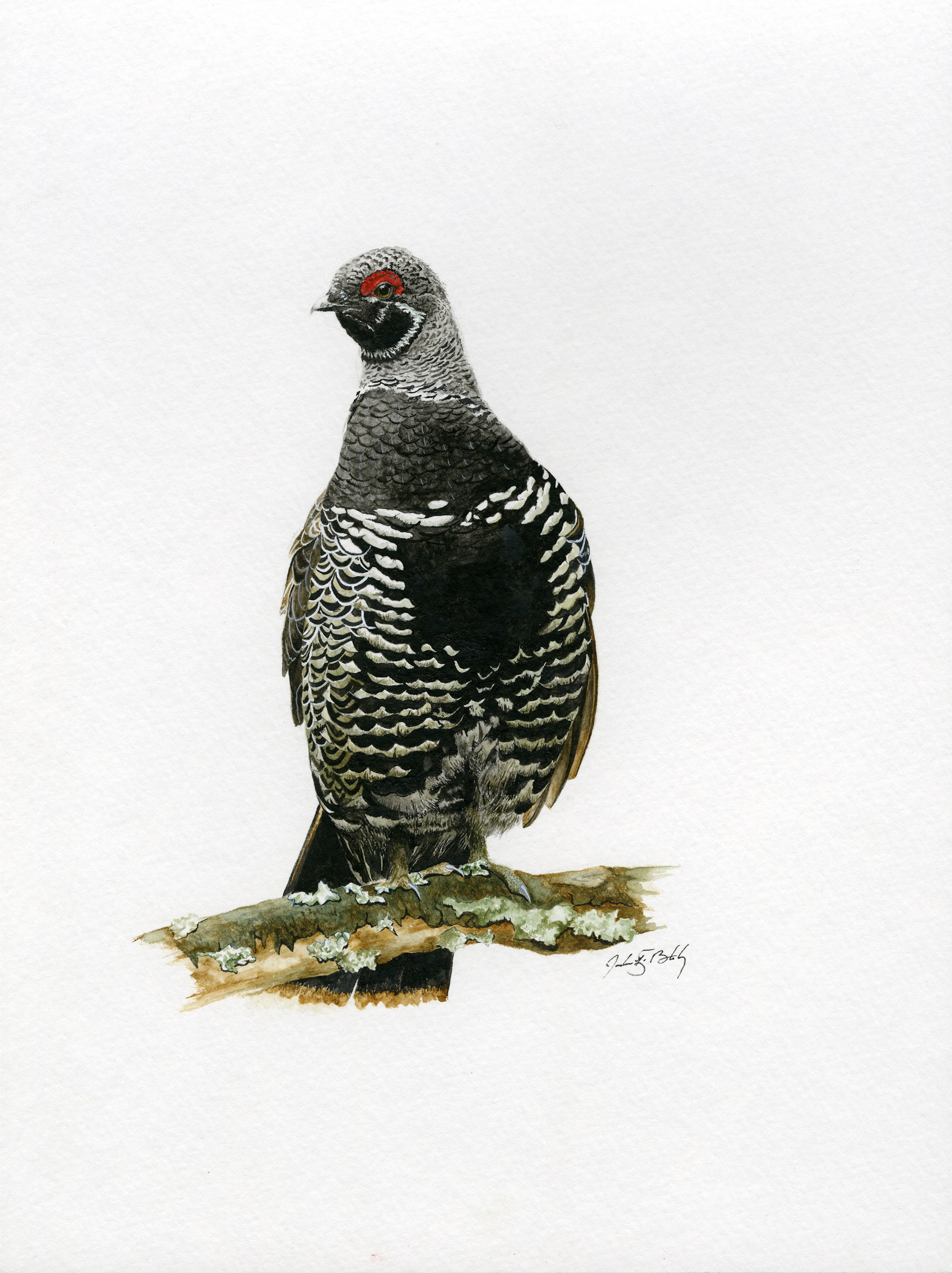 Spruce Grouse - Watercolor, 2016