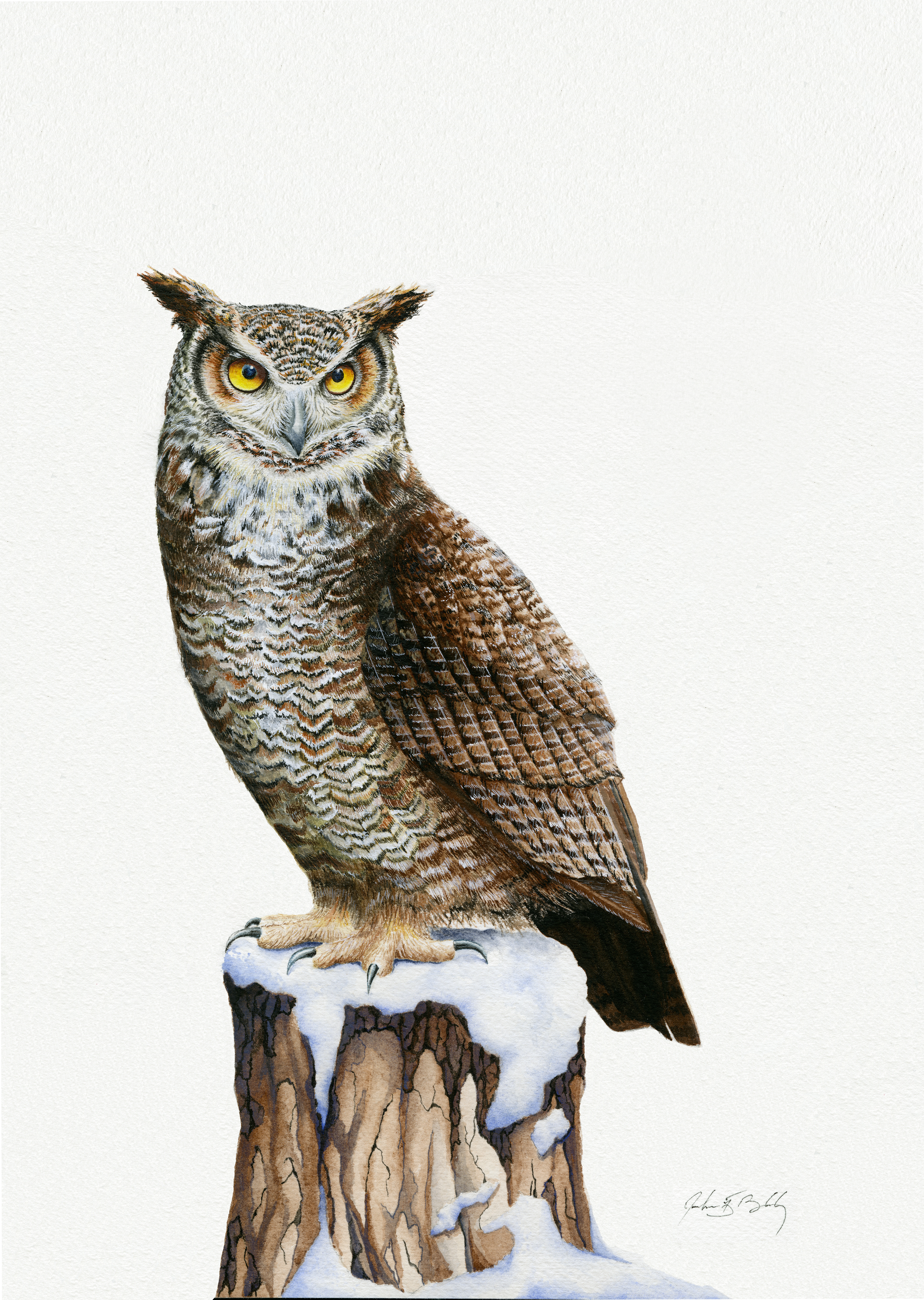 Great Horned Owl - Watercolor, 2017