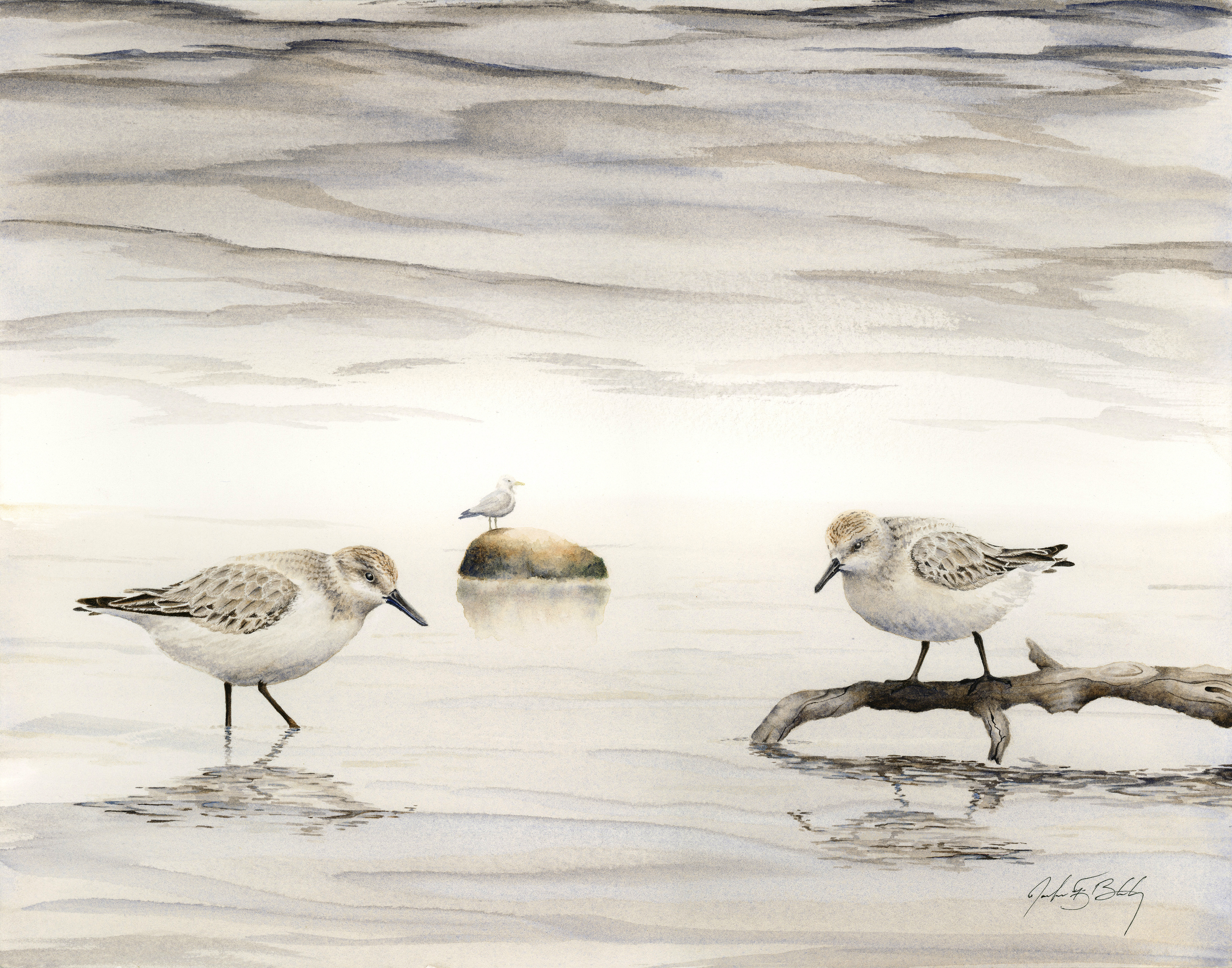 Semipalmated Sandpipers - Watercolor, 2017
