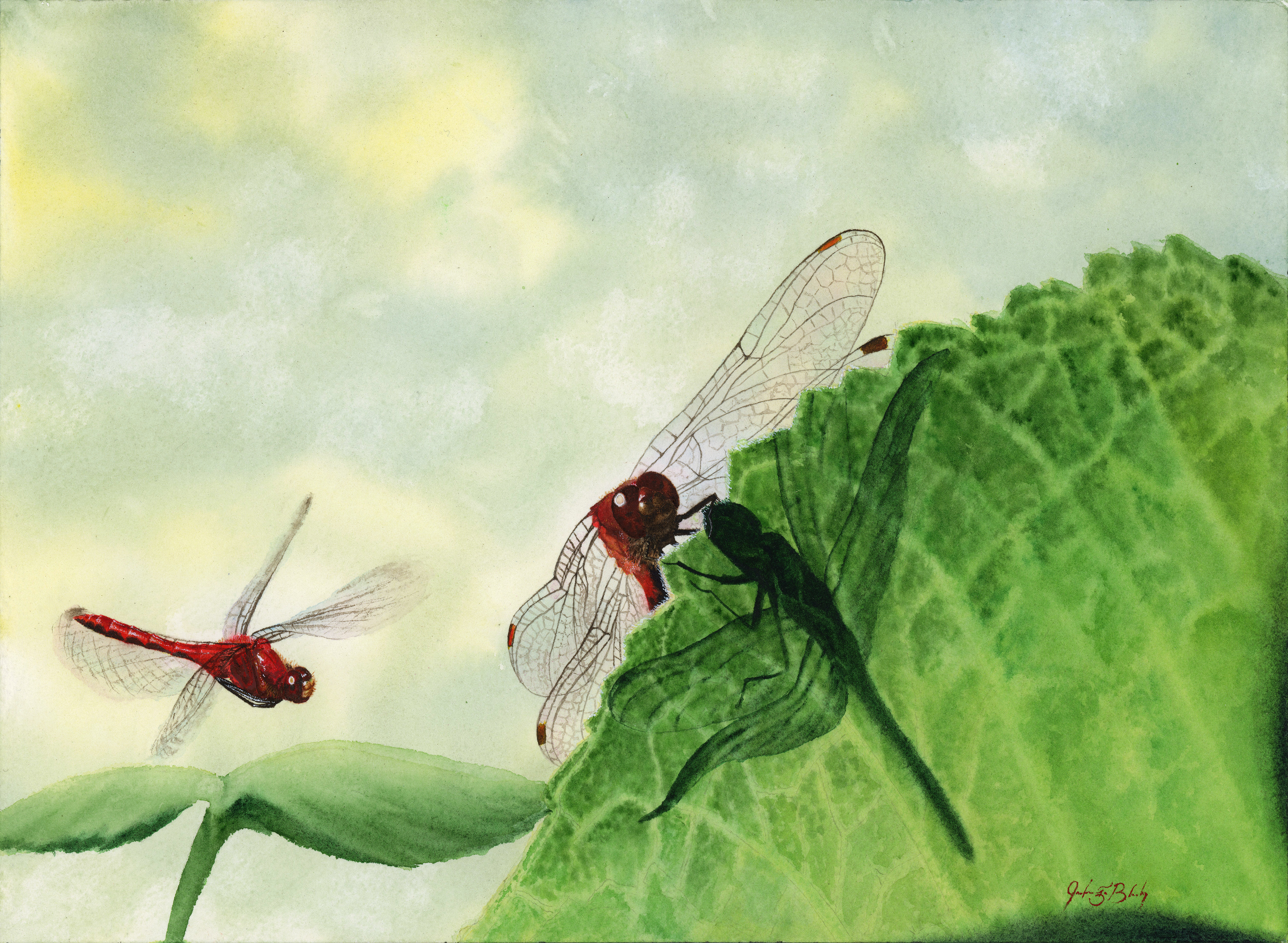 Ruby Meadowhawks - Watercolor, 2018