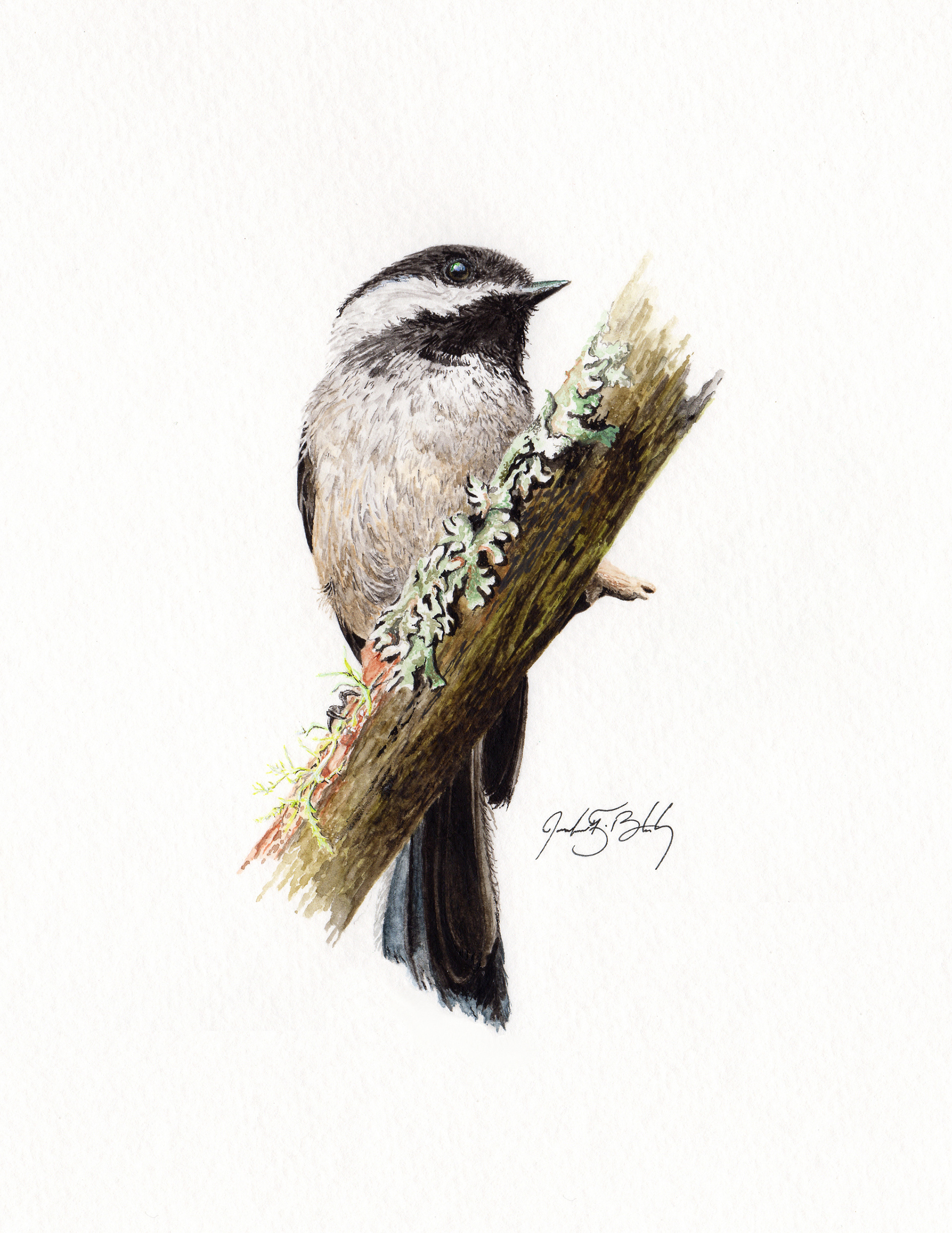 Black-capped Chickadee - Watercolor, 2016
