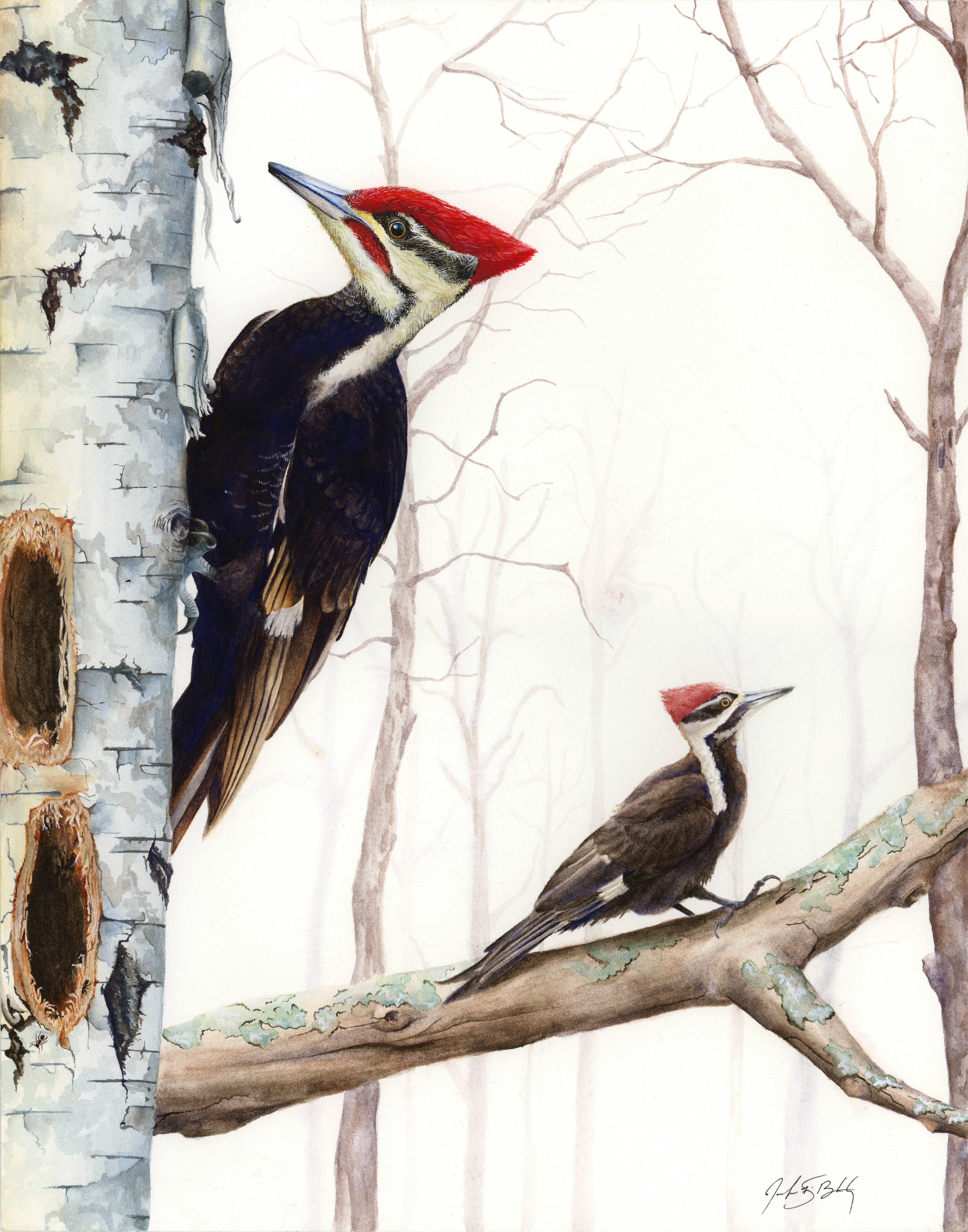 Pileated Woodpeckers - Watercolor, 2017