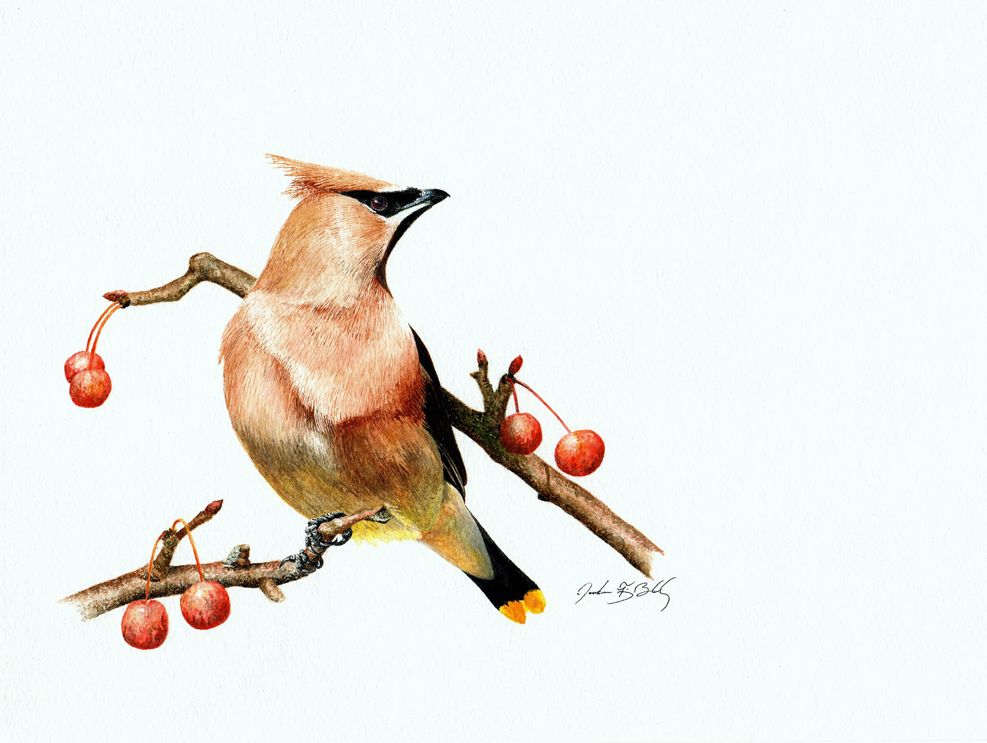 Cedar Waxwing - Watercolor, 2017
