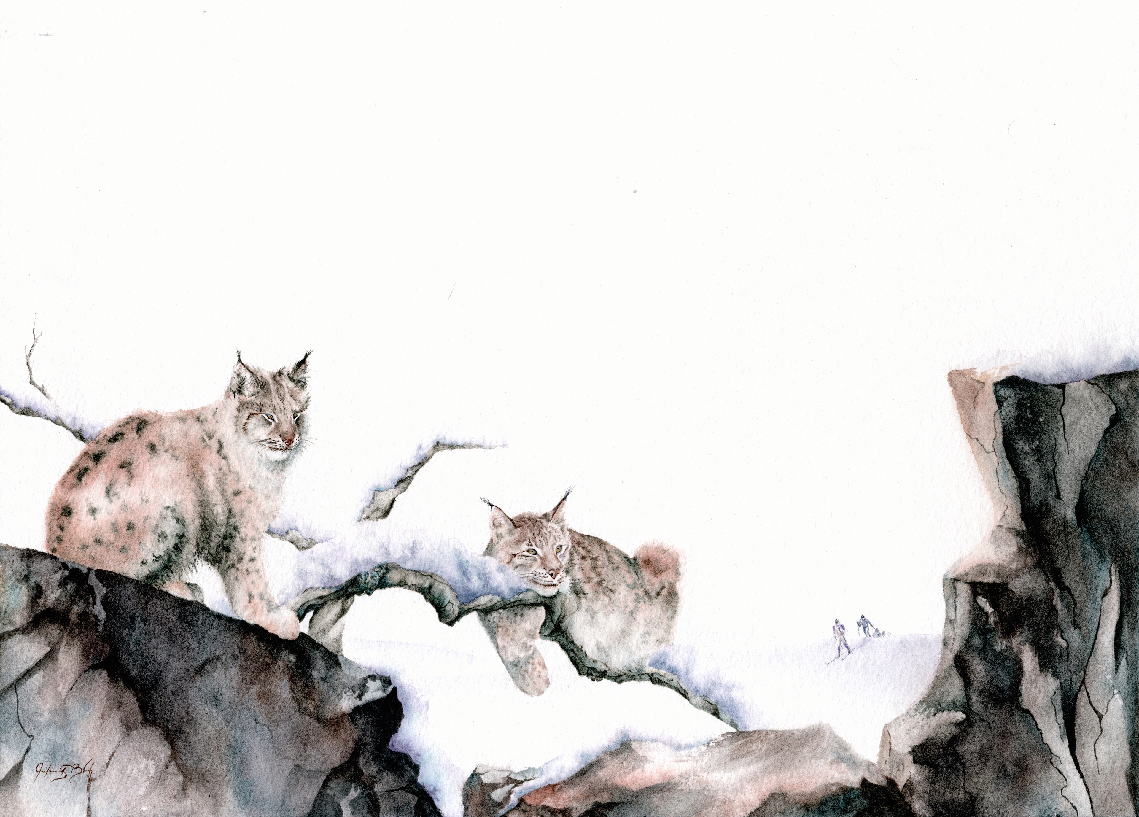 Eurasian Lynx - Watercolor, 2018