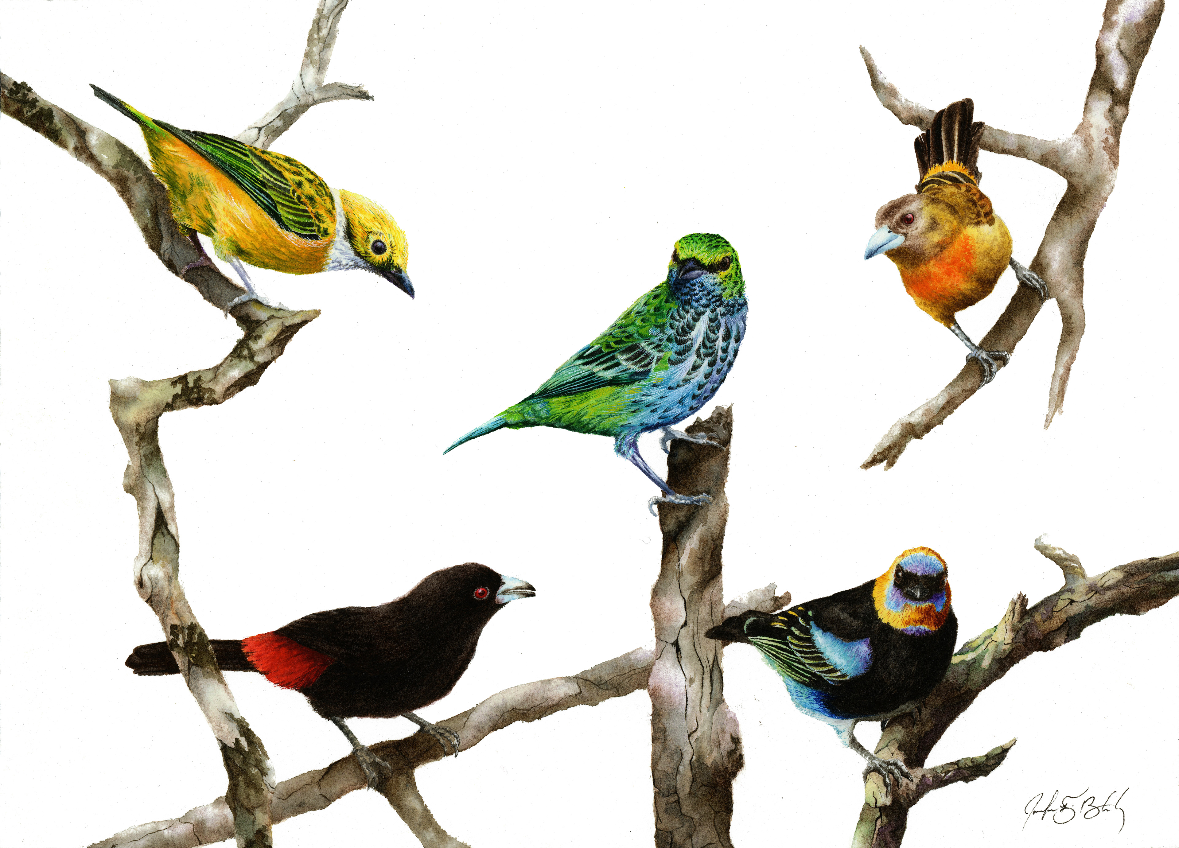 Tanagers - Watercolor, 2018
