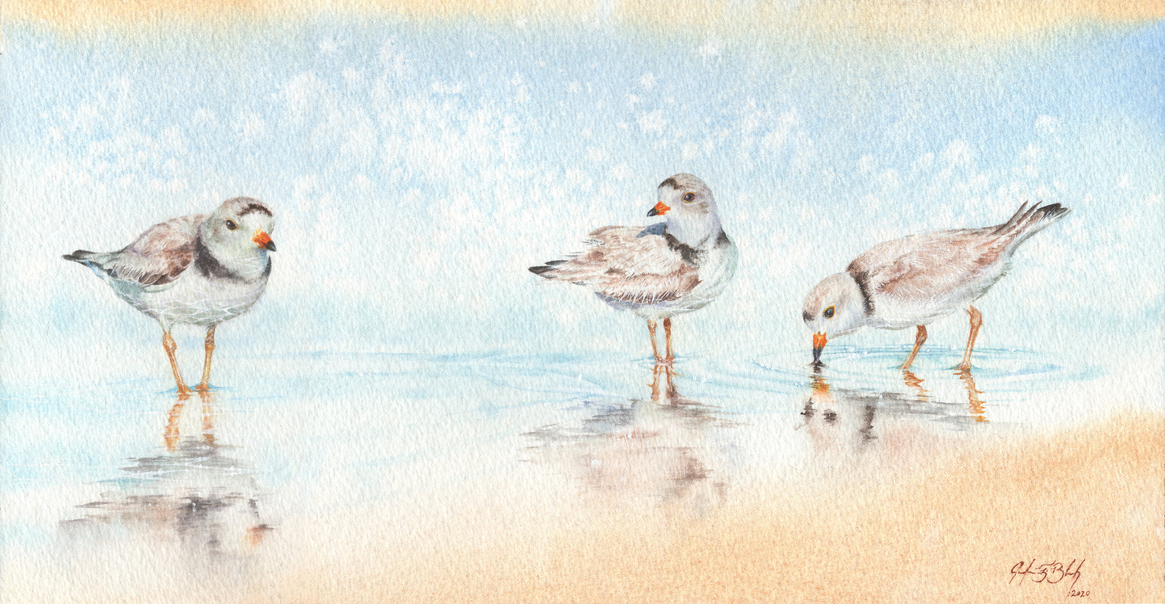 Piping Plovers - Watercolor, 2023