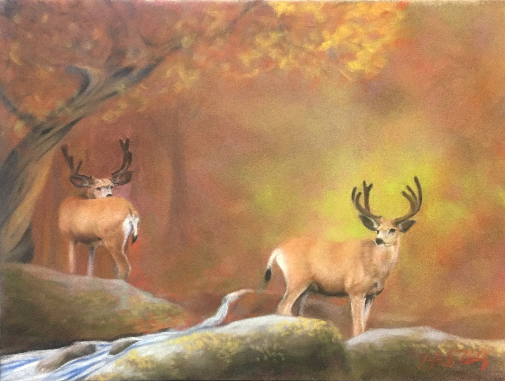 White-tailed deer - 2020