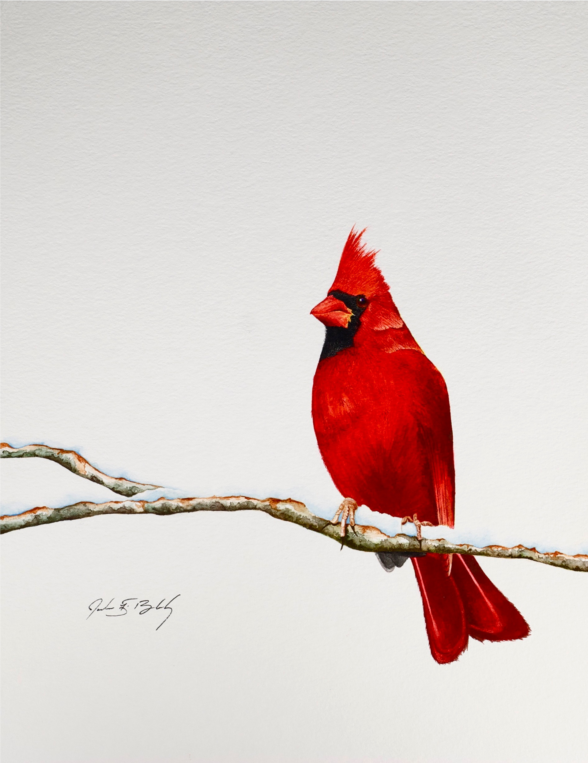 Northern Cardinal - Watercolor, 2016