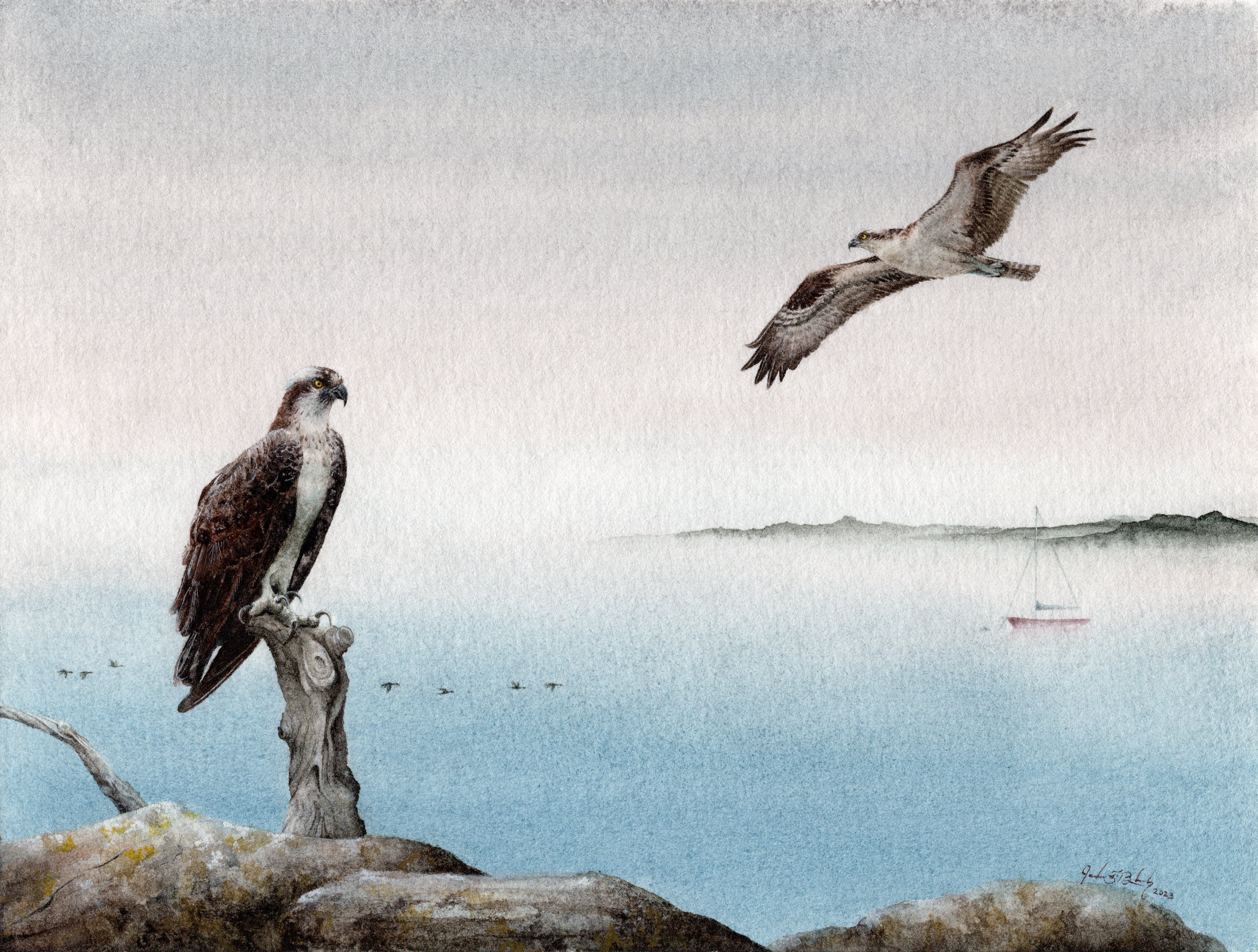 Osprey - Watercolor, 2023