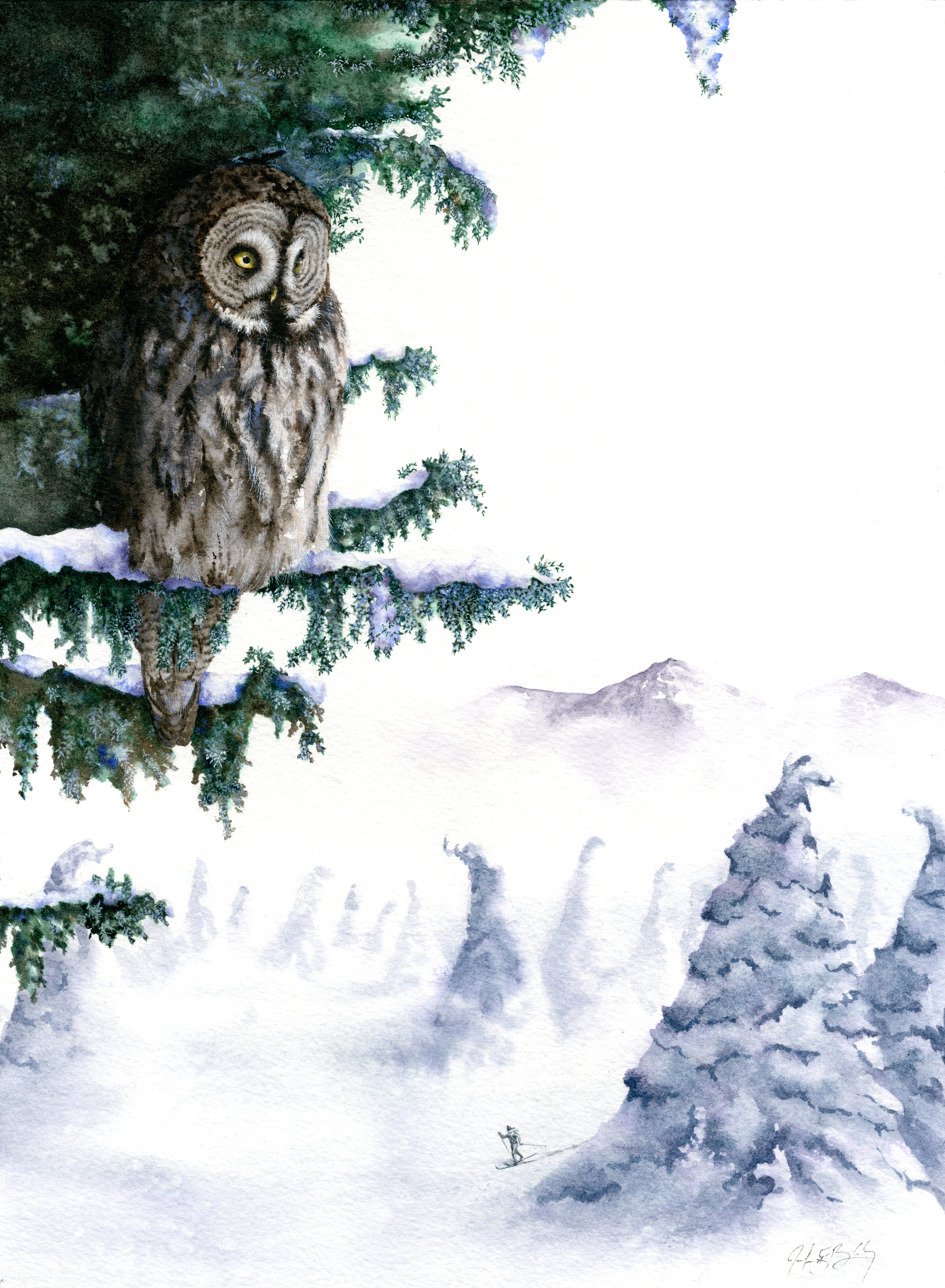 Great Grey Owl - Watercolor, 2018