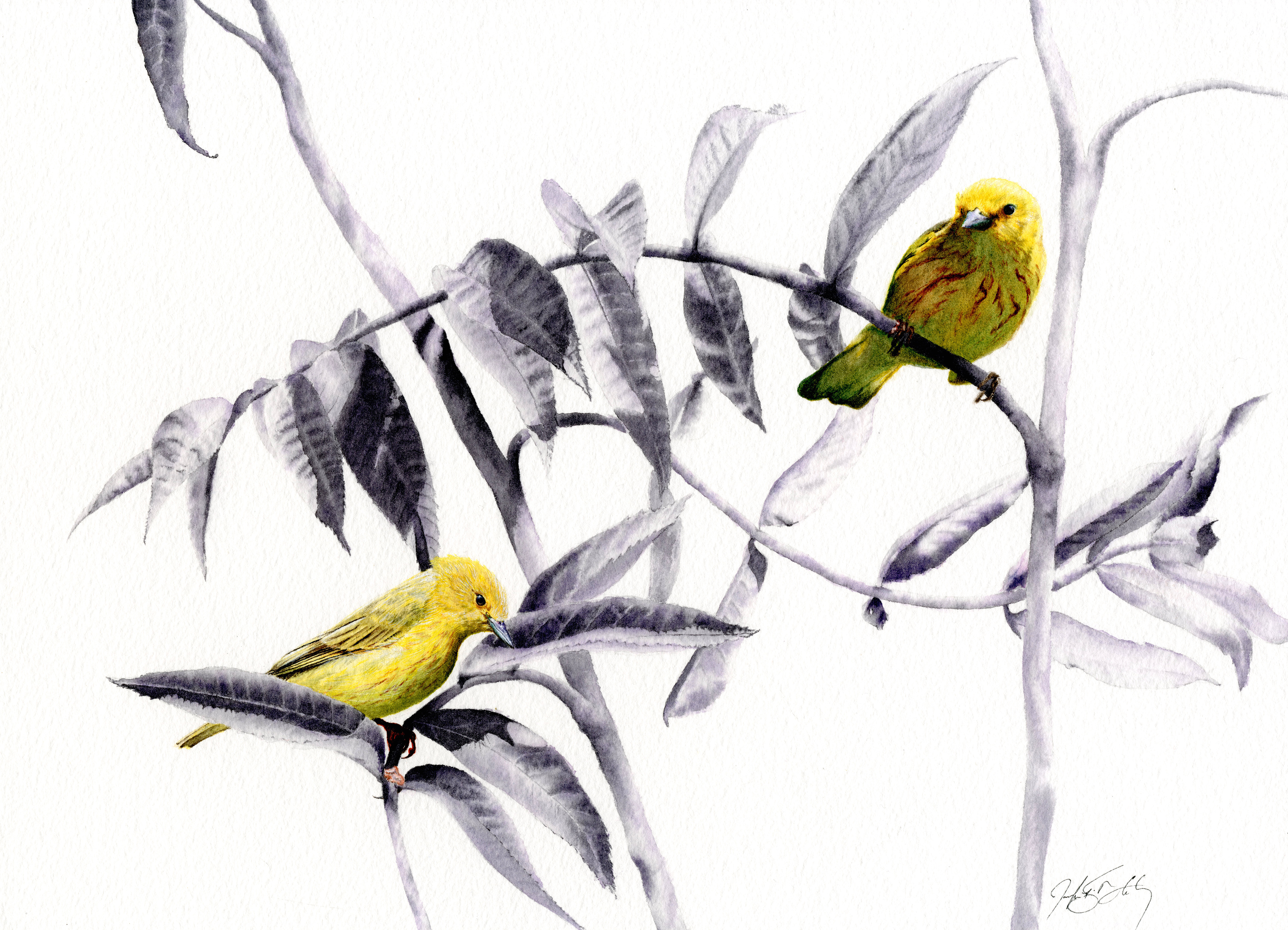 Yellow Warblers - Watercolor 2019
