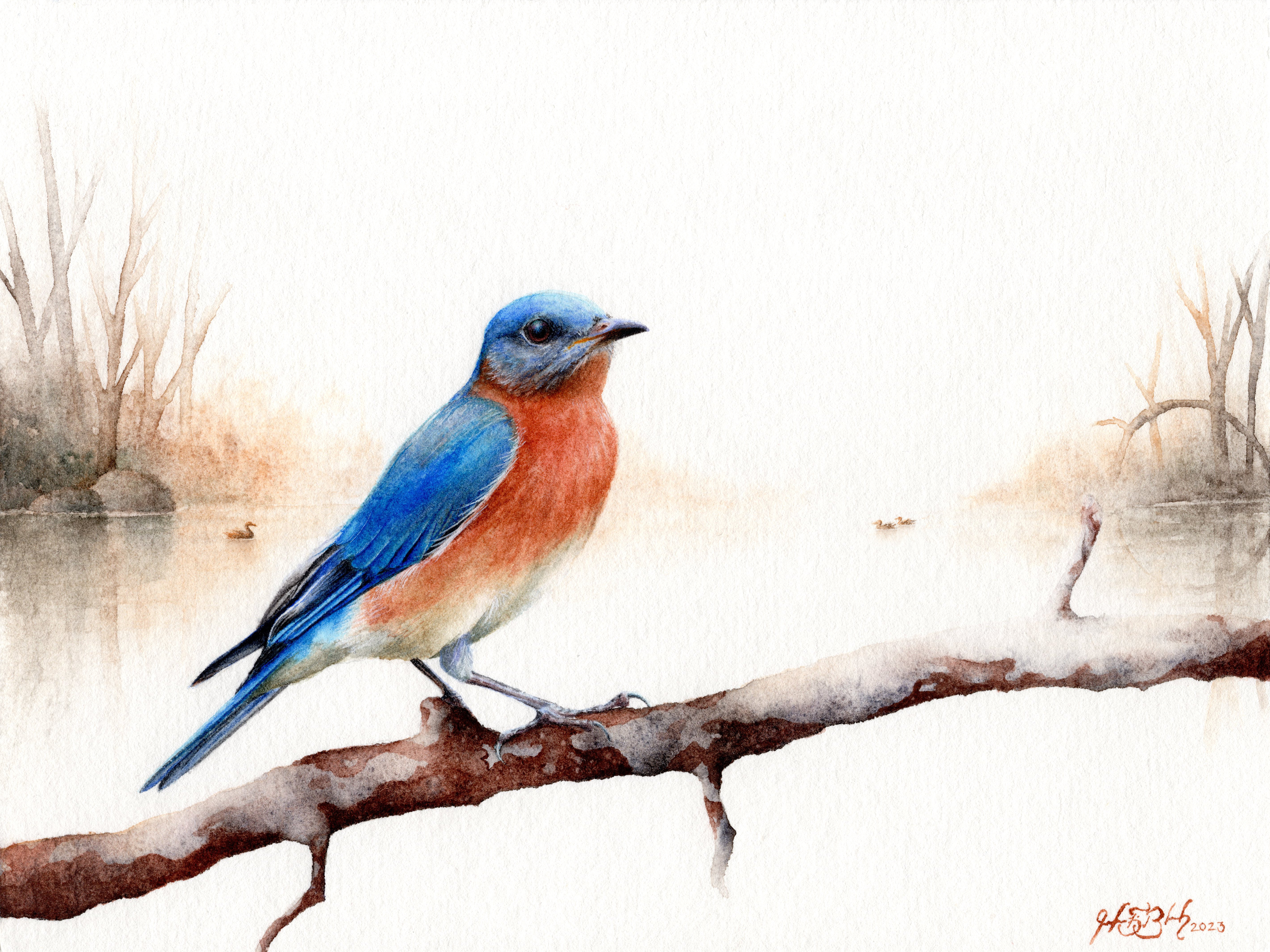 Eastern Bluebird - Watercolor, 2023