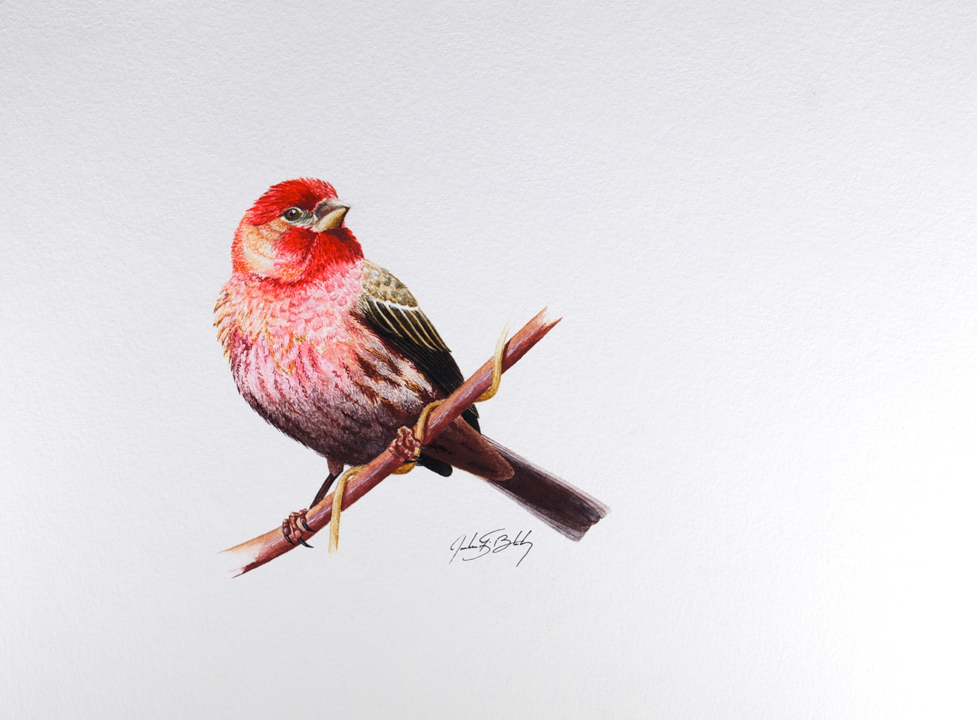 House Finch - Watercolor - 2016