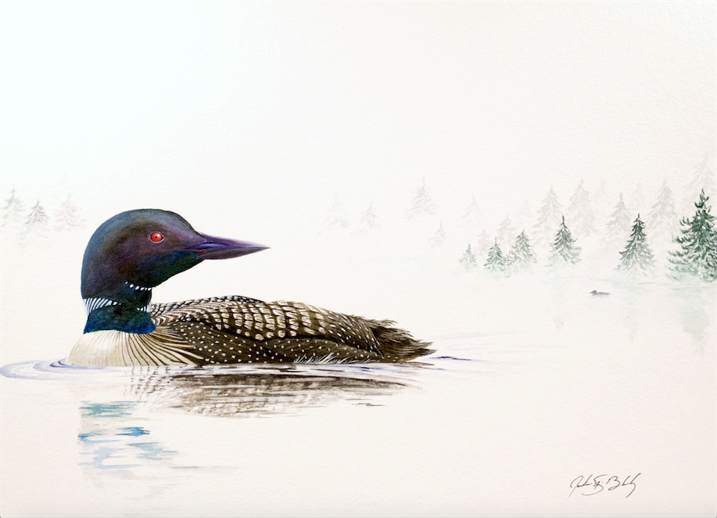 Common Loon - Watercolor, 2017