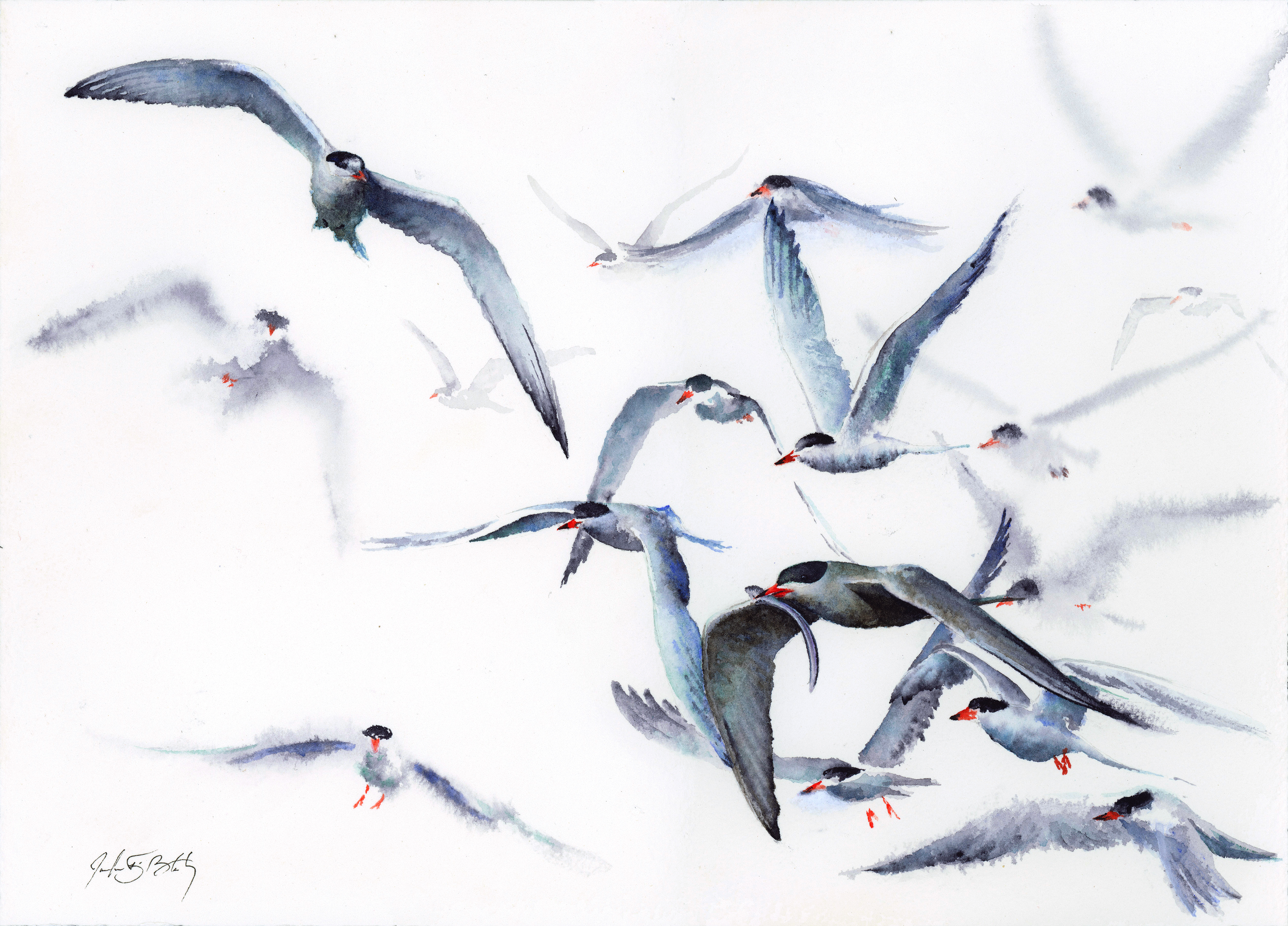 Common Terns - Watercolor, 2018