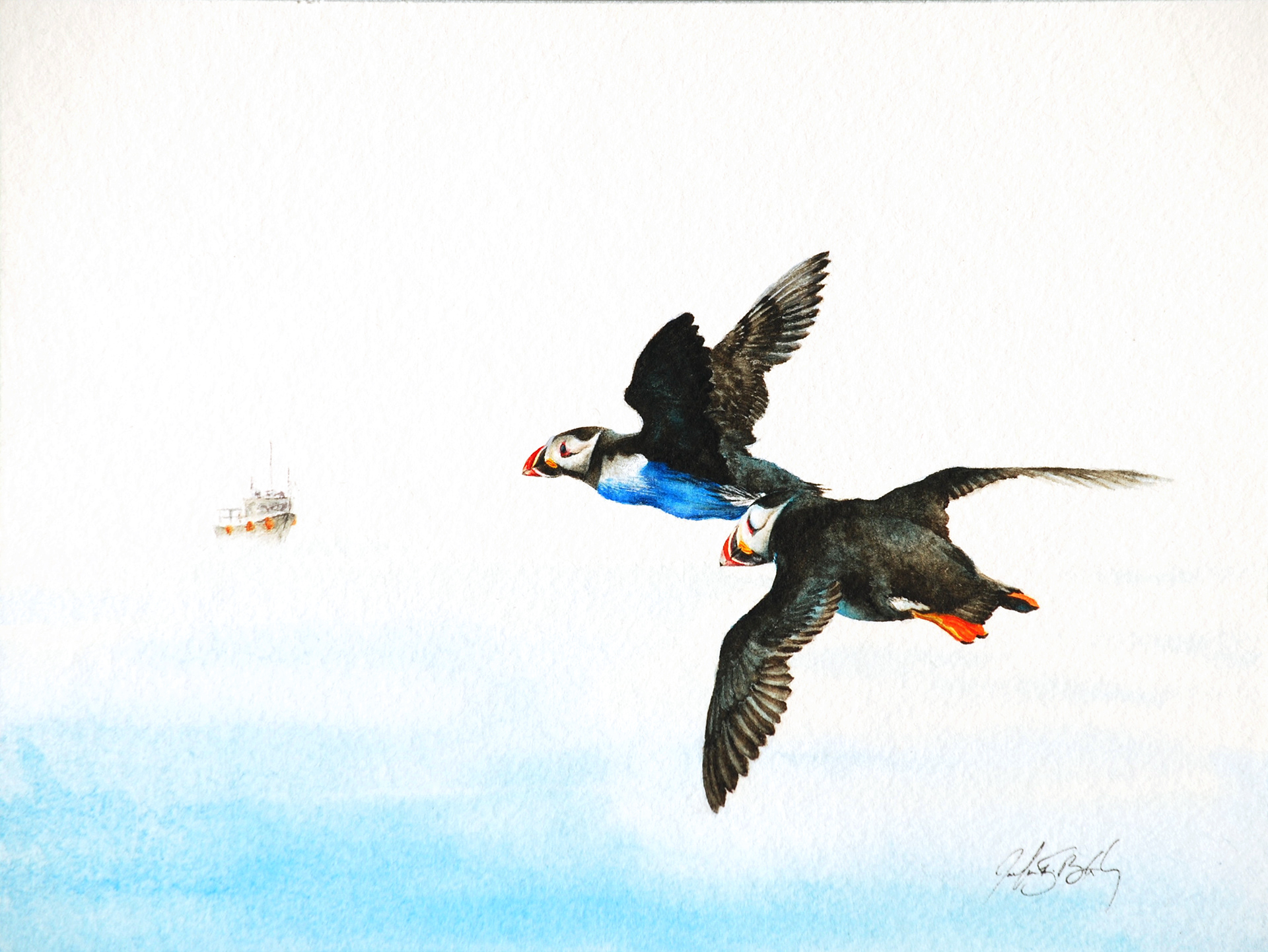 Atlantic Puffins - Watercolor, 2019