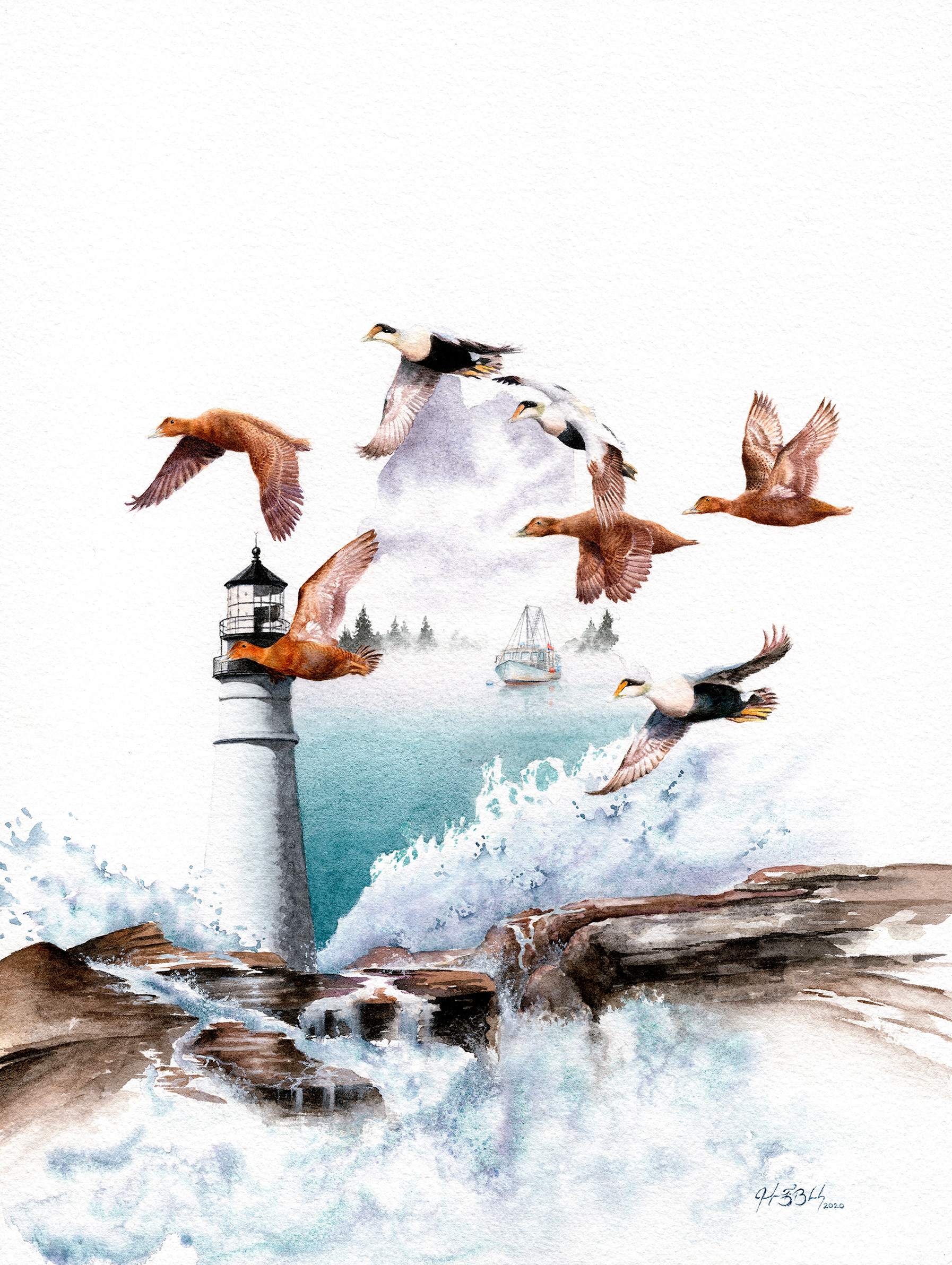 Eiders fly over Maine - Watercolor, 2020 